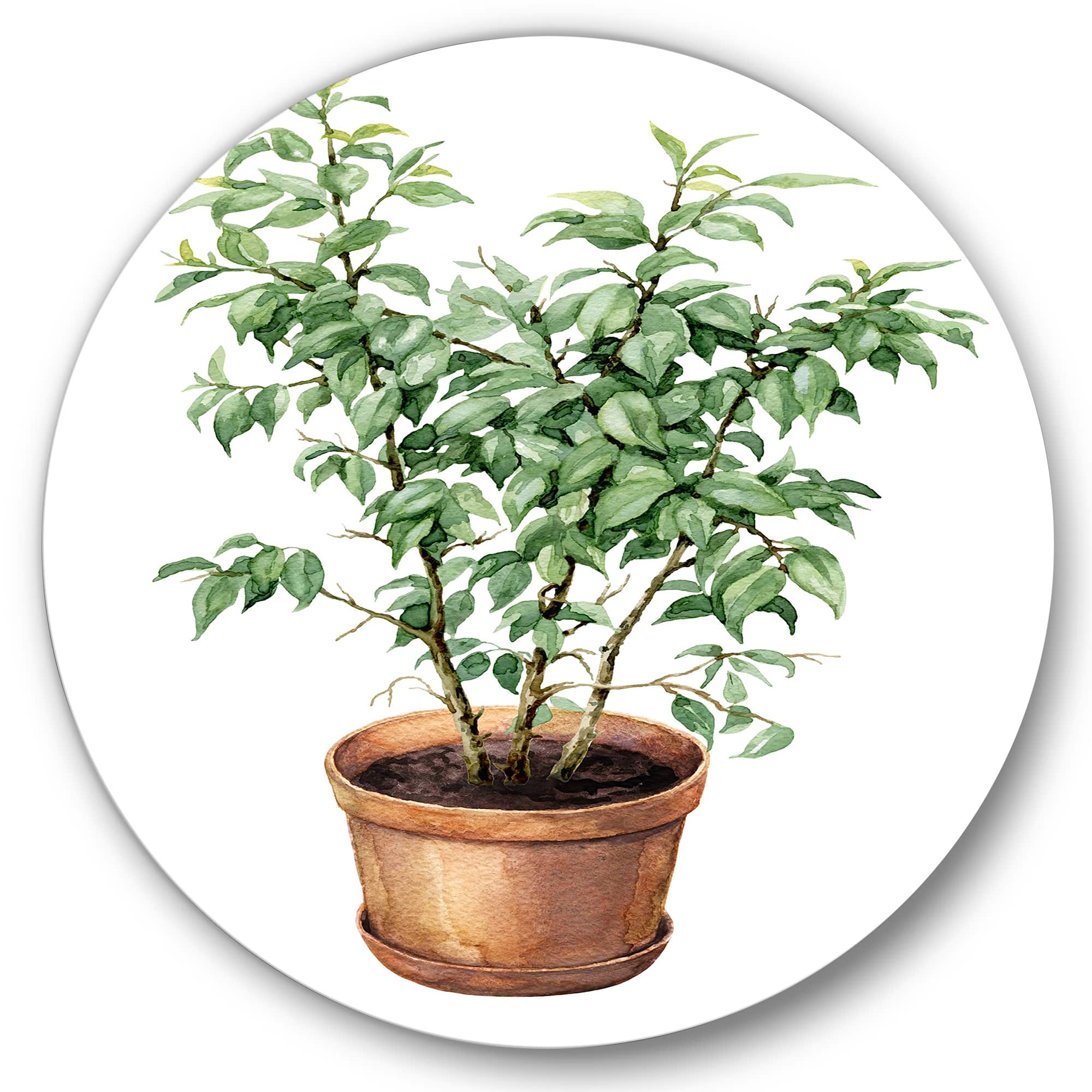 Designart - Ficus Benjamina In Clay Flowerpot