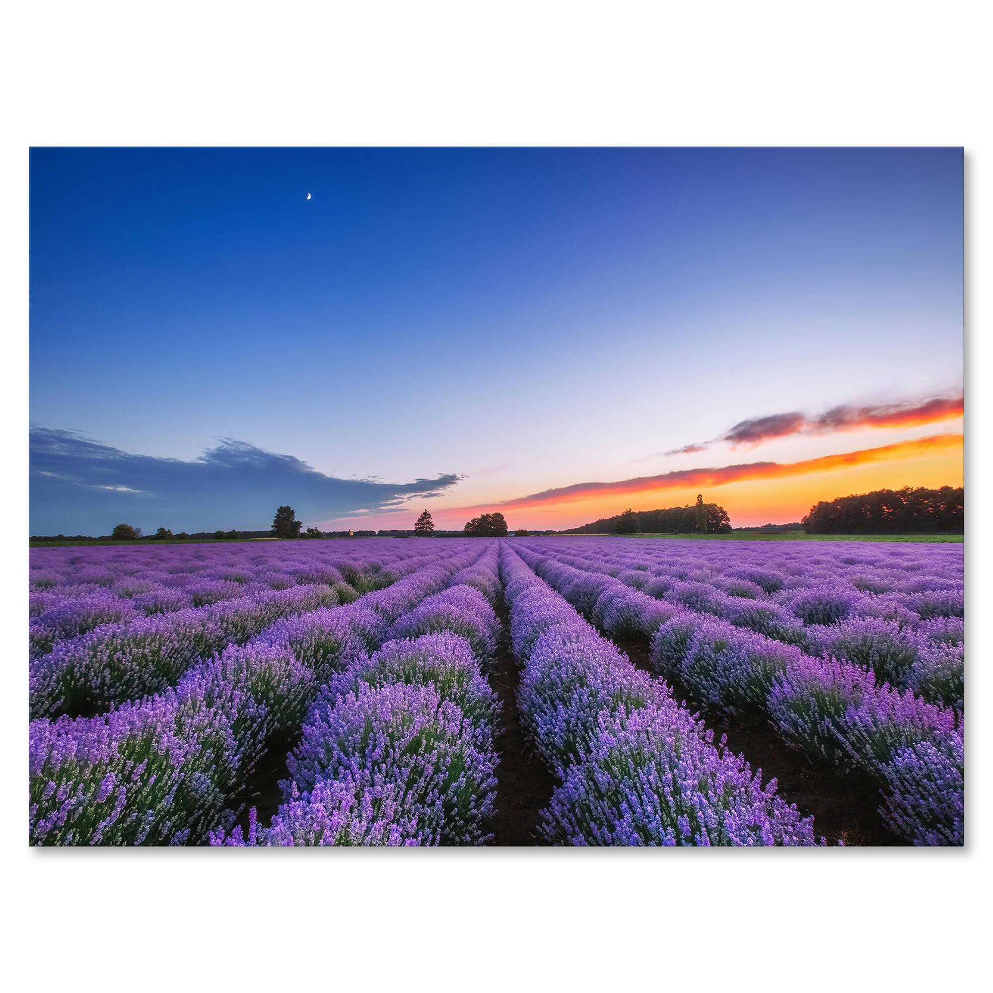 Designart - Sunrise & Dramatic Clouds Over Lavender Field I - Farmhouse Canvas Wall Art Print
