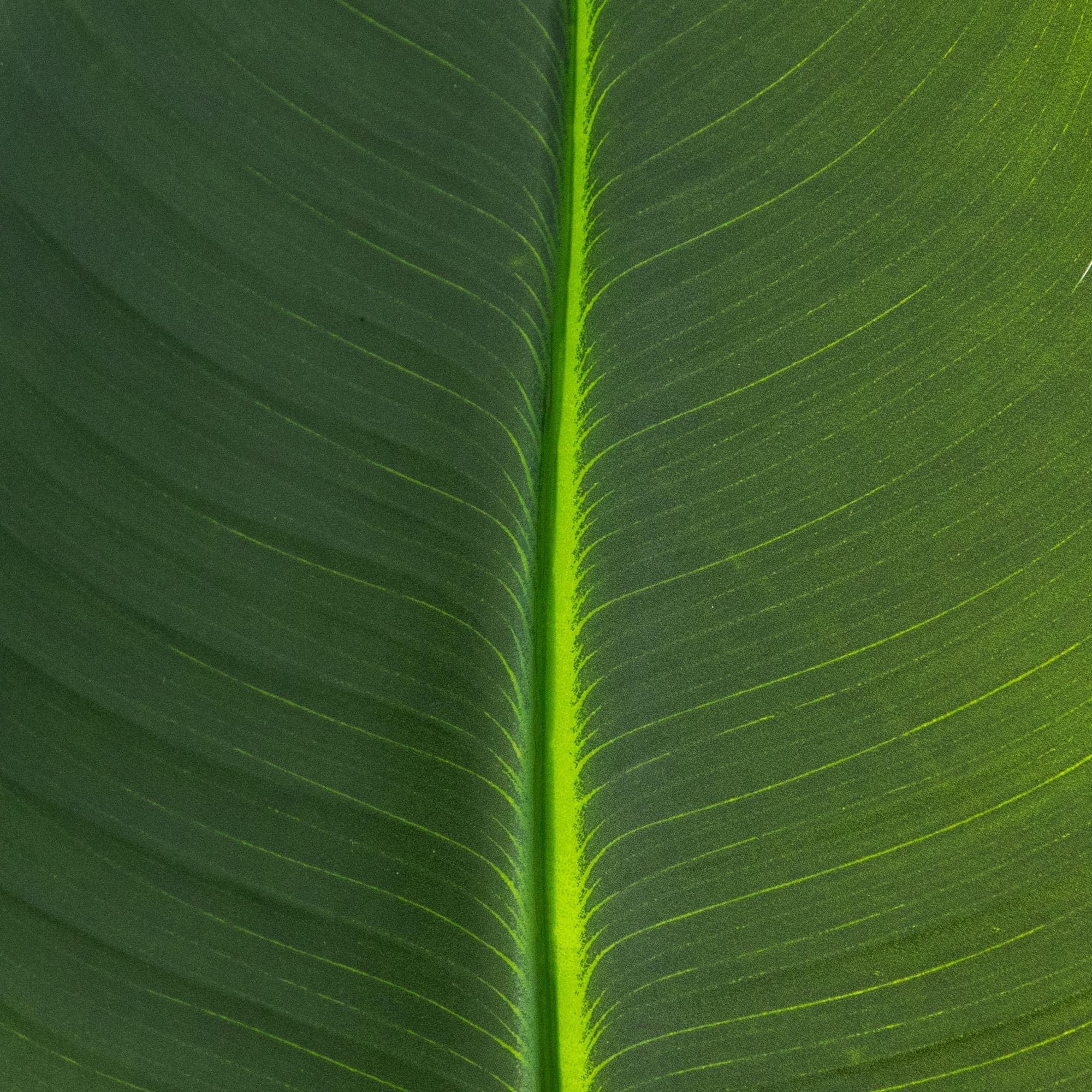 40in. Artificial Travelers Palm Stems - Set of 6