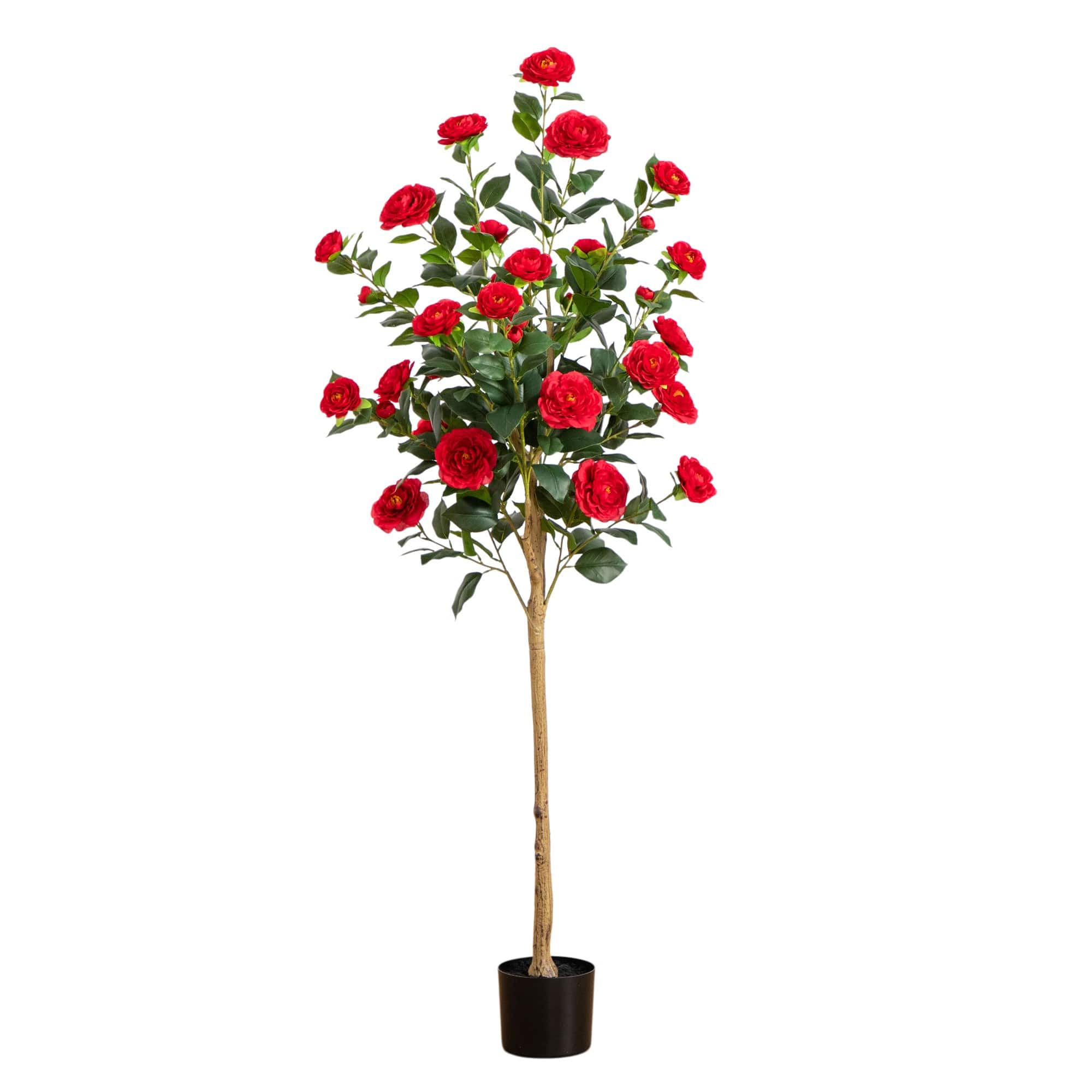 5ft. Potted Red Camellia Rose Tree