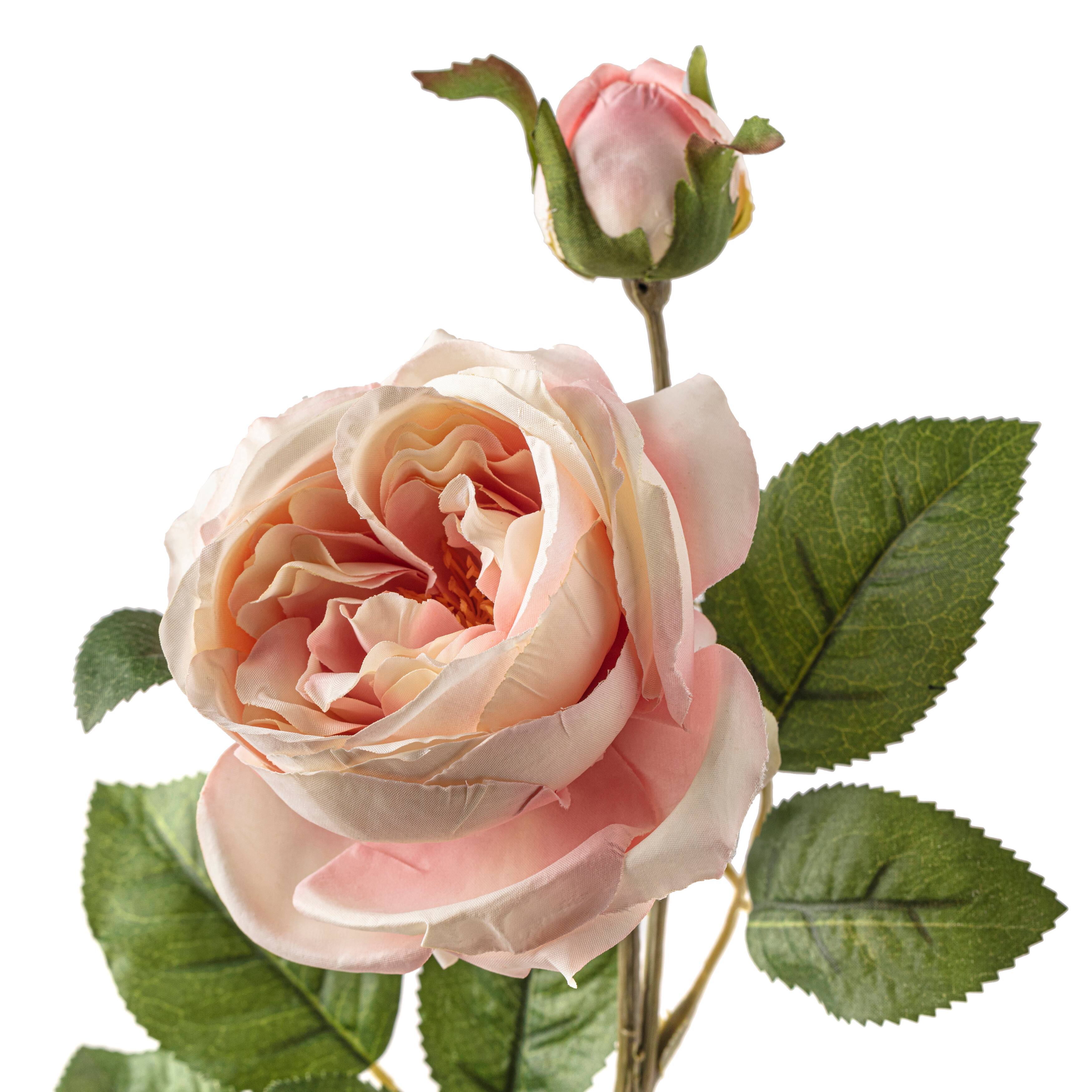 Light Pink English Rose Stem by Ashland®