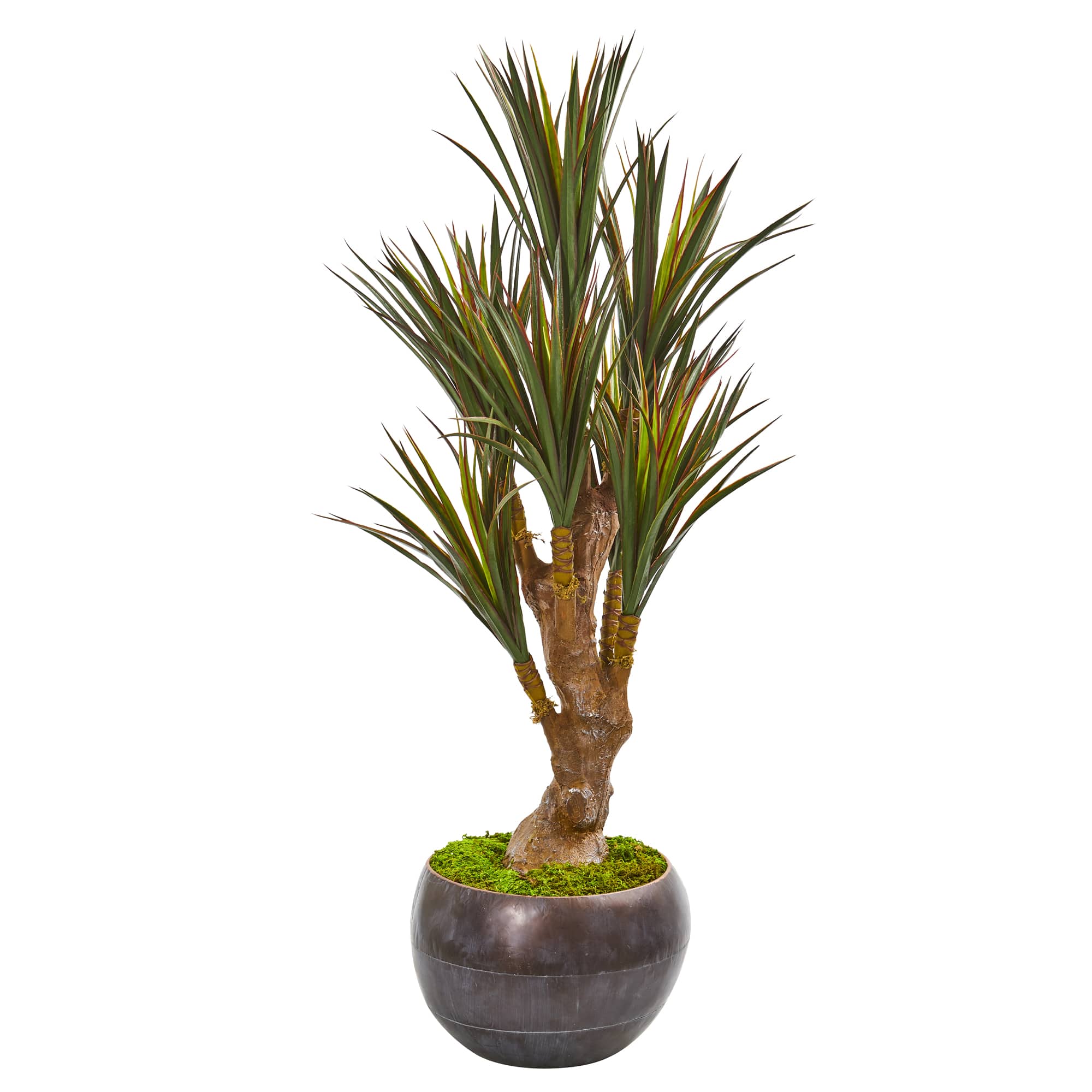 4ft. Yucca Tree in Decorative Planter