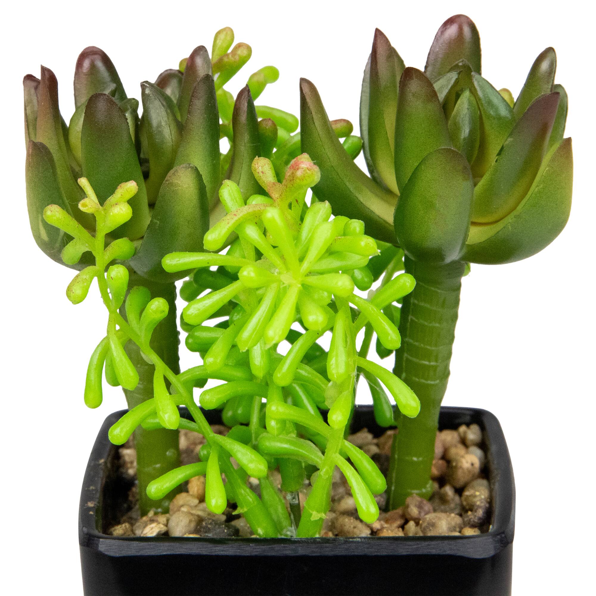 6" Potted Green Succulent Arrangement