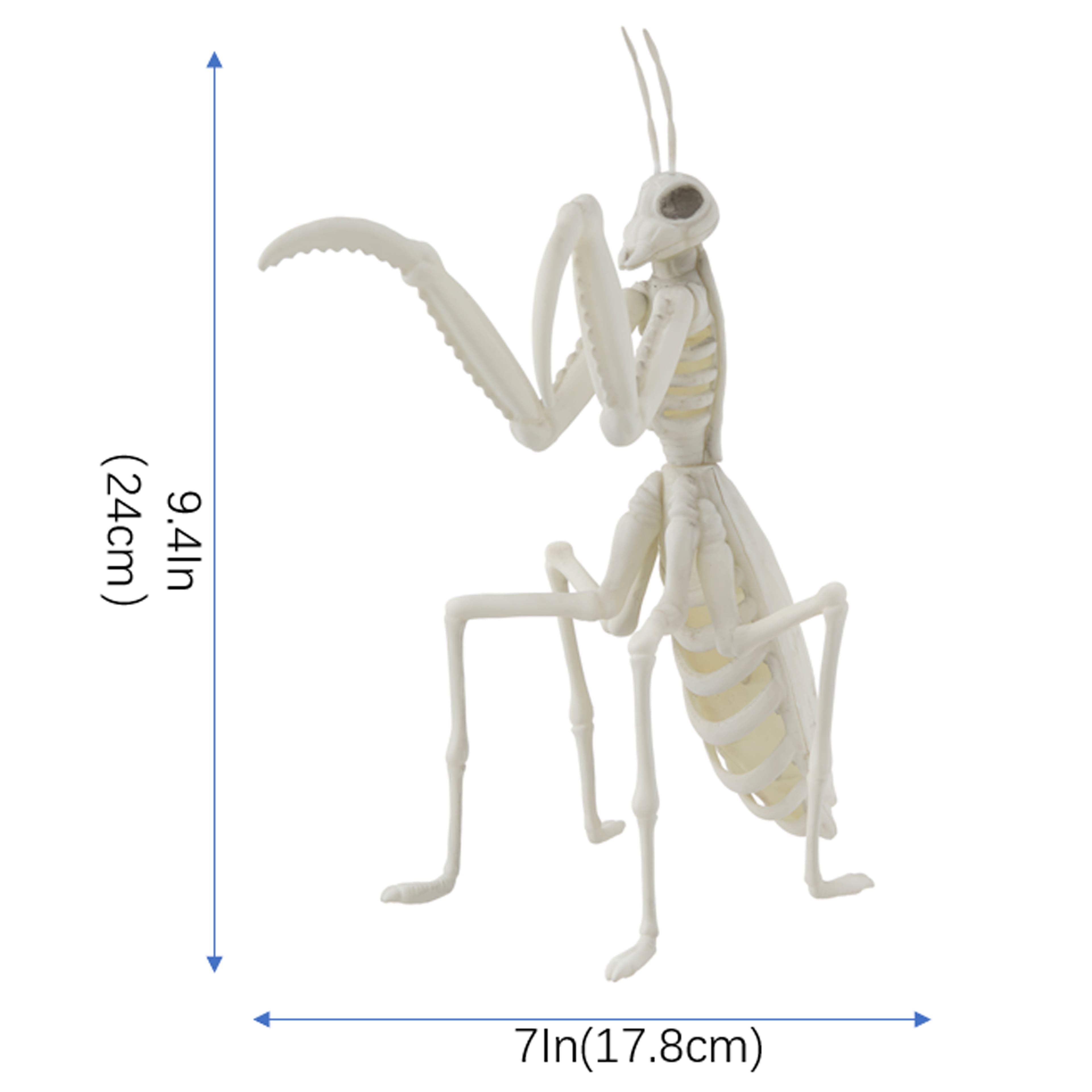 9.4" Mantis Skeleton by Ashland®