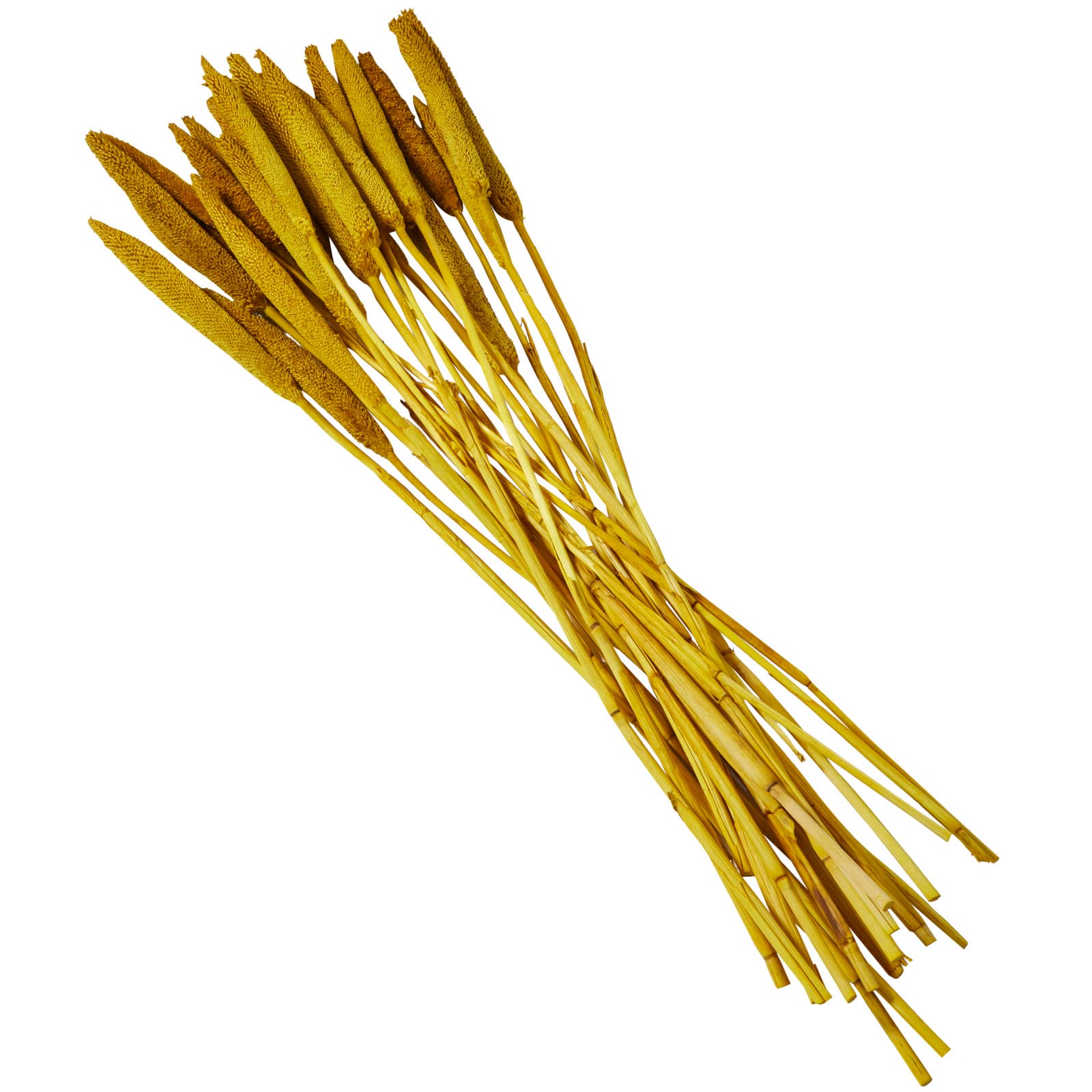 Dried Plant Bunny Tail Natural Foliage with Long Stems