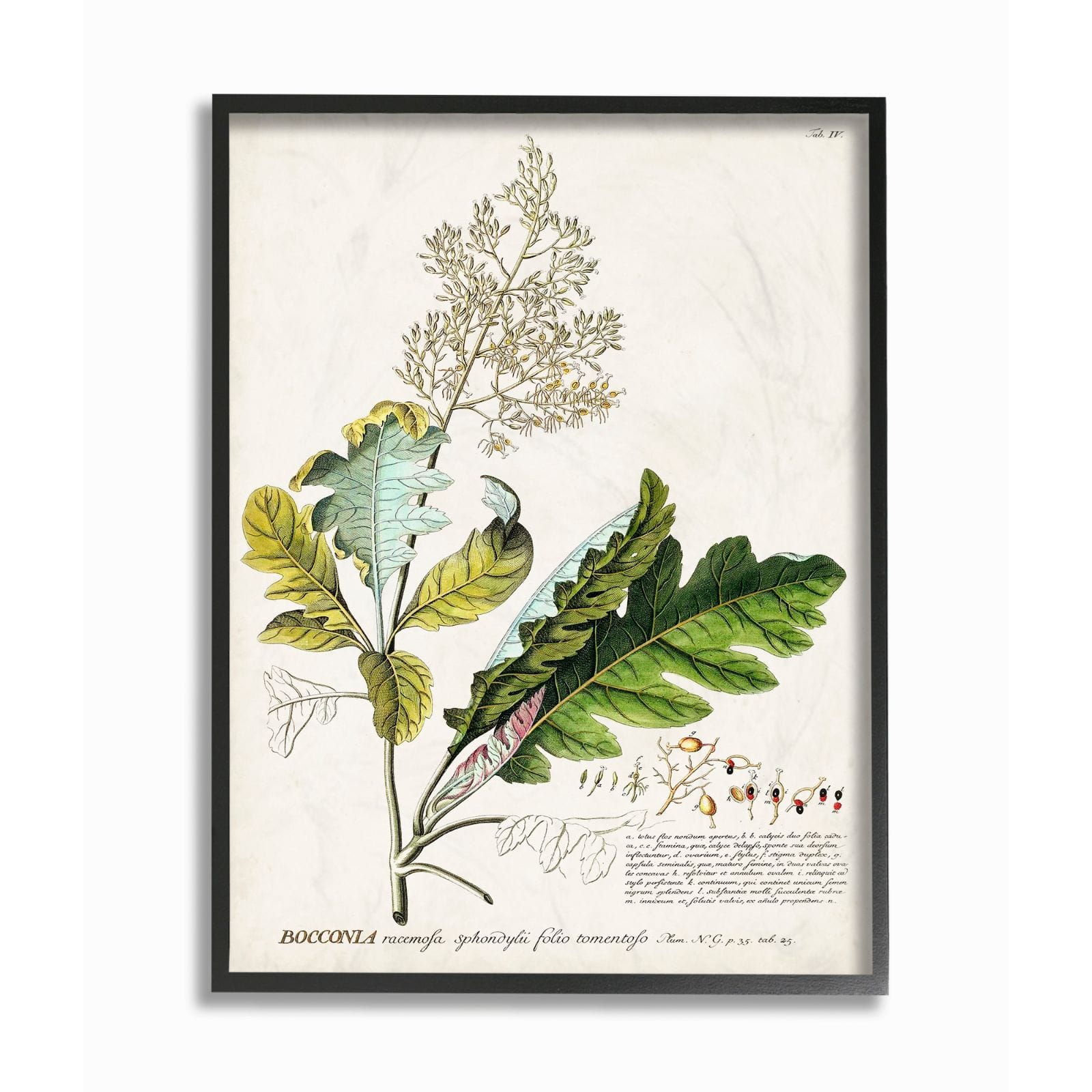 Stupell Industries Vintage Botanical Plant Illustration Framed Wall Art