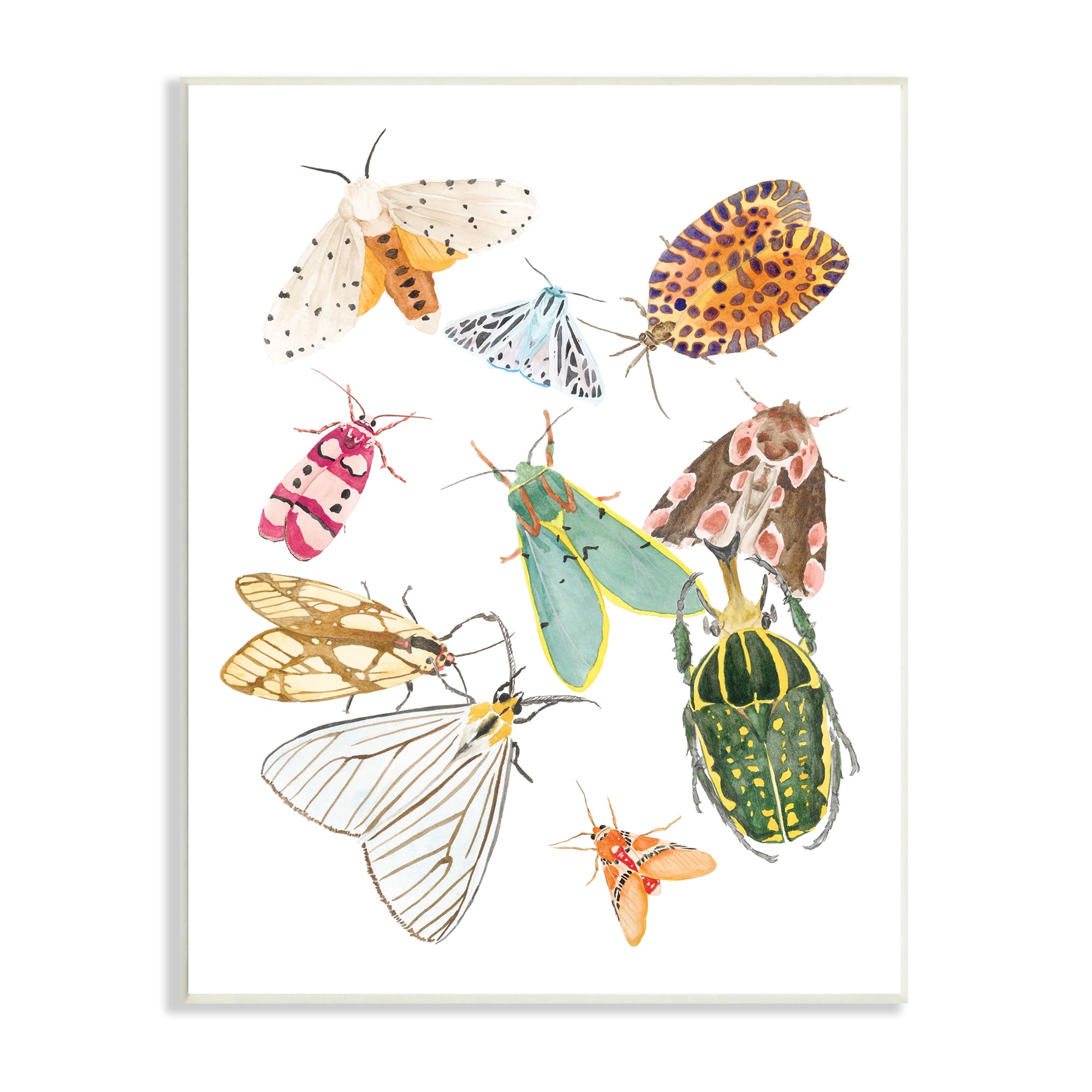 Stupell Industries Winged Insect Group Tropical Color Bugs Wall Plaque