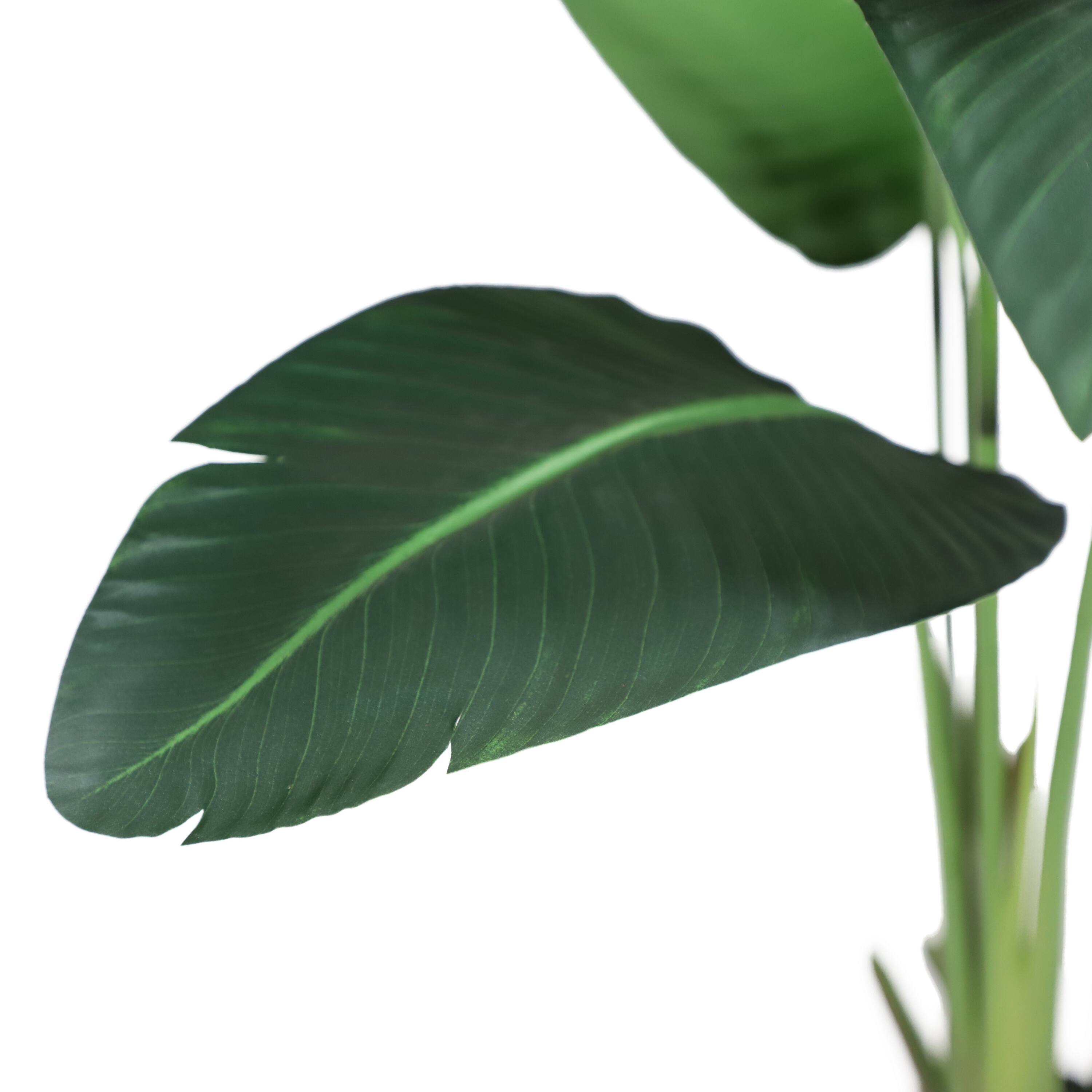 6 Pack: 4ft. Travelers Palm in Black Planter