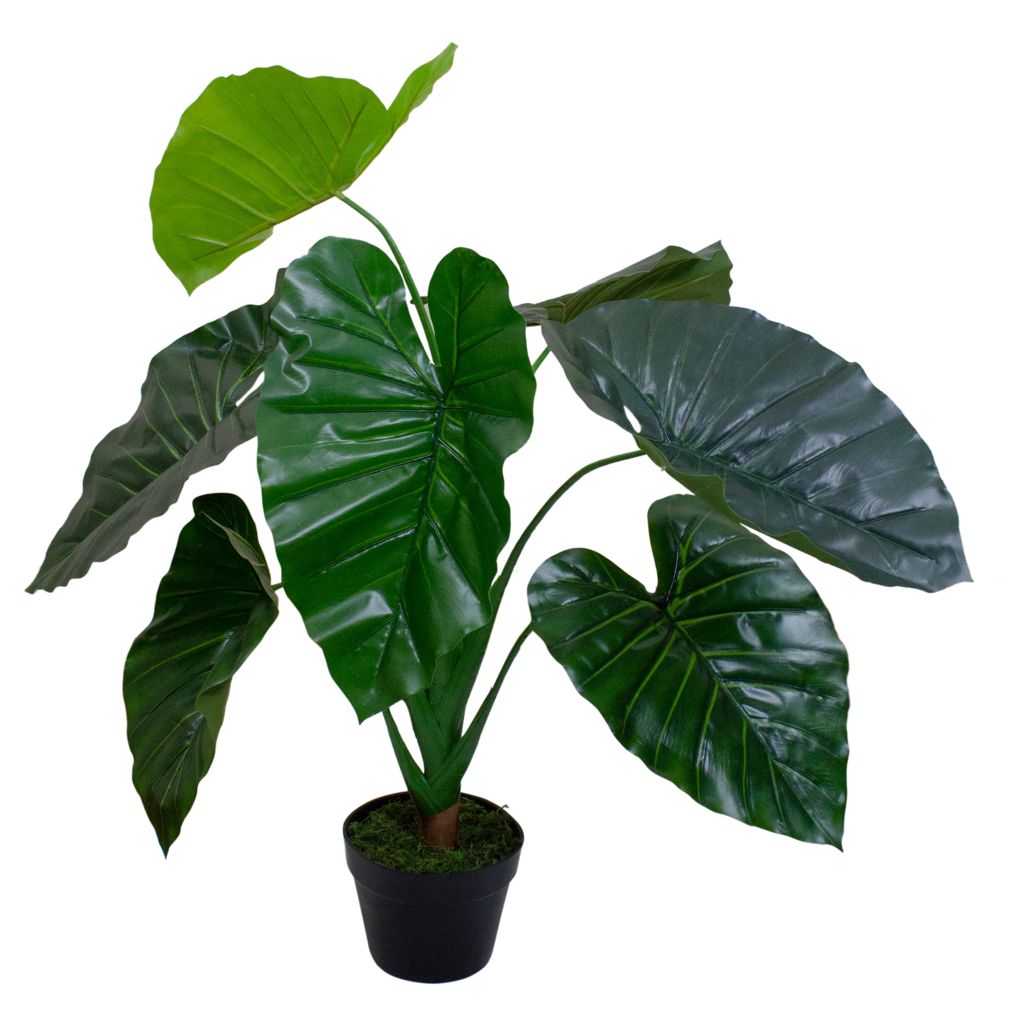 3.3ft. Potted Green Taro Plant
