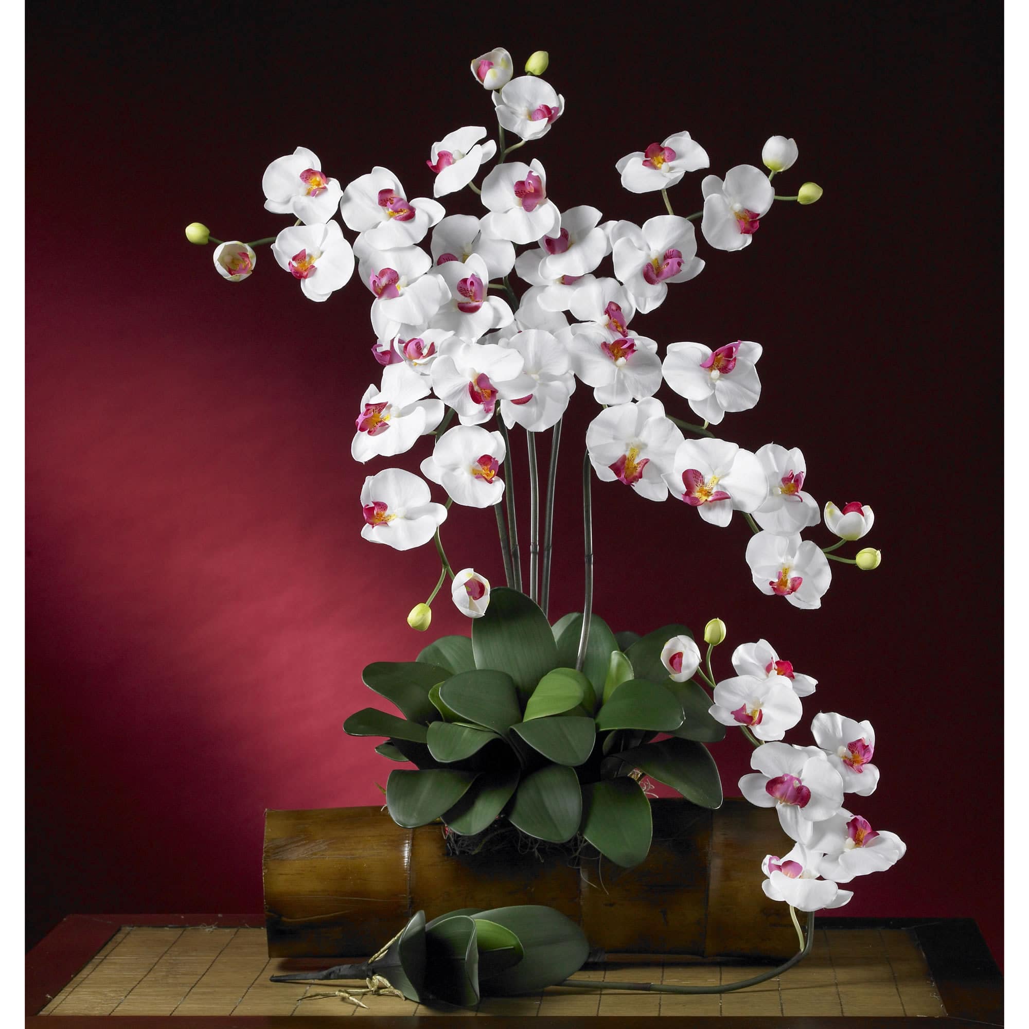 Moth Orchid Stem