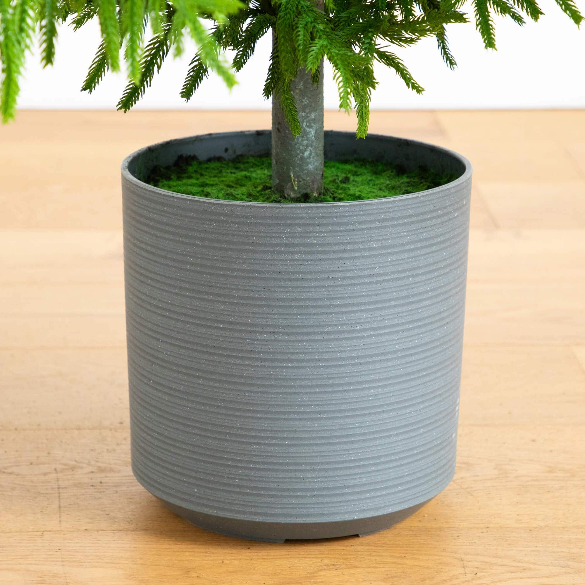 8ft. Unlit Norfolk Island Pine Real Touch Artificial Christmas Tree
