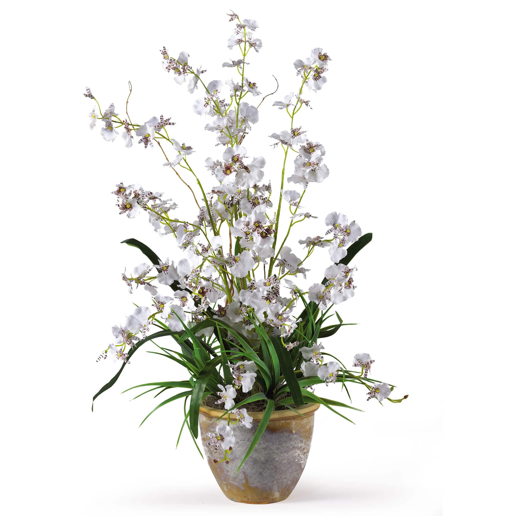 2ft. White Dancing Lady Orchid Arrangement in Ceramic Vase