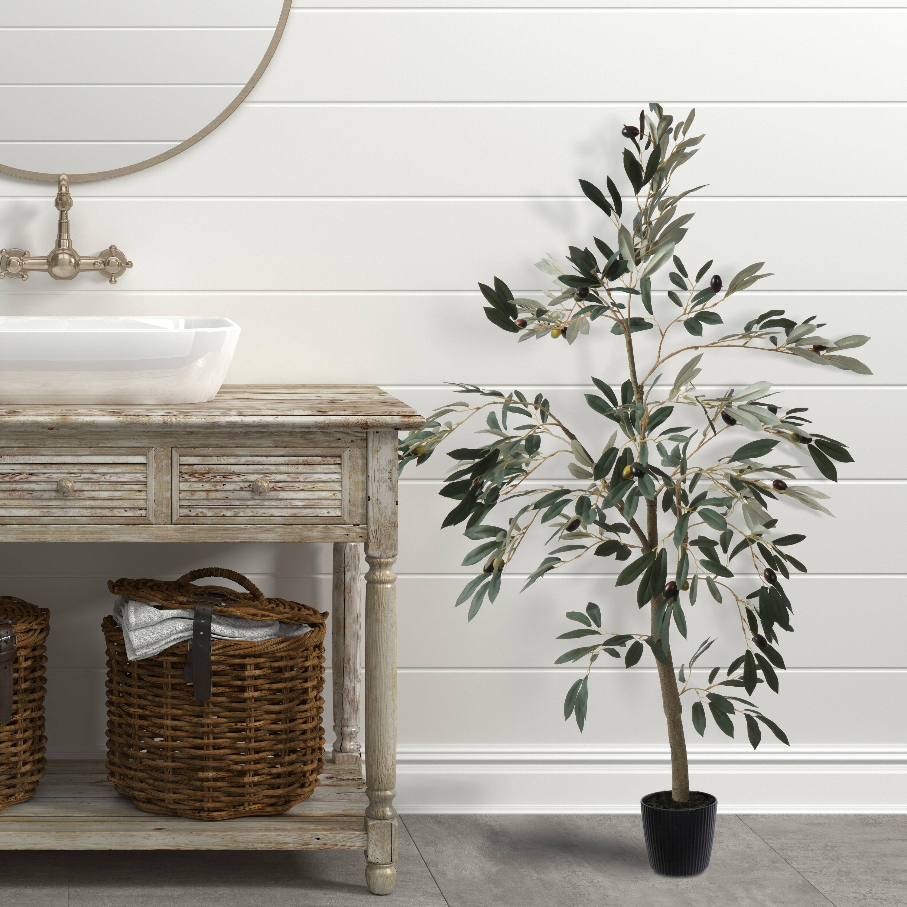 4ft. Potted Olive Tree