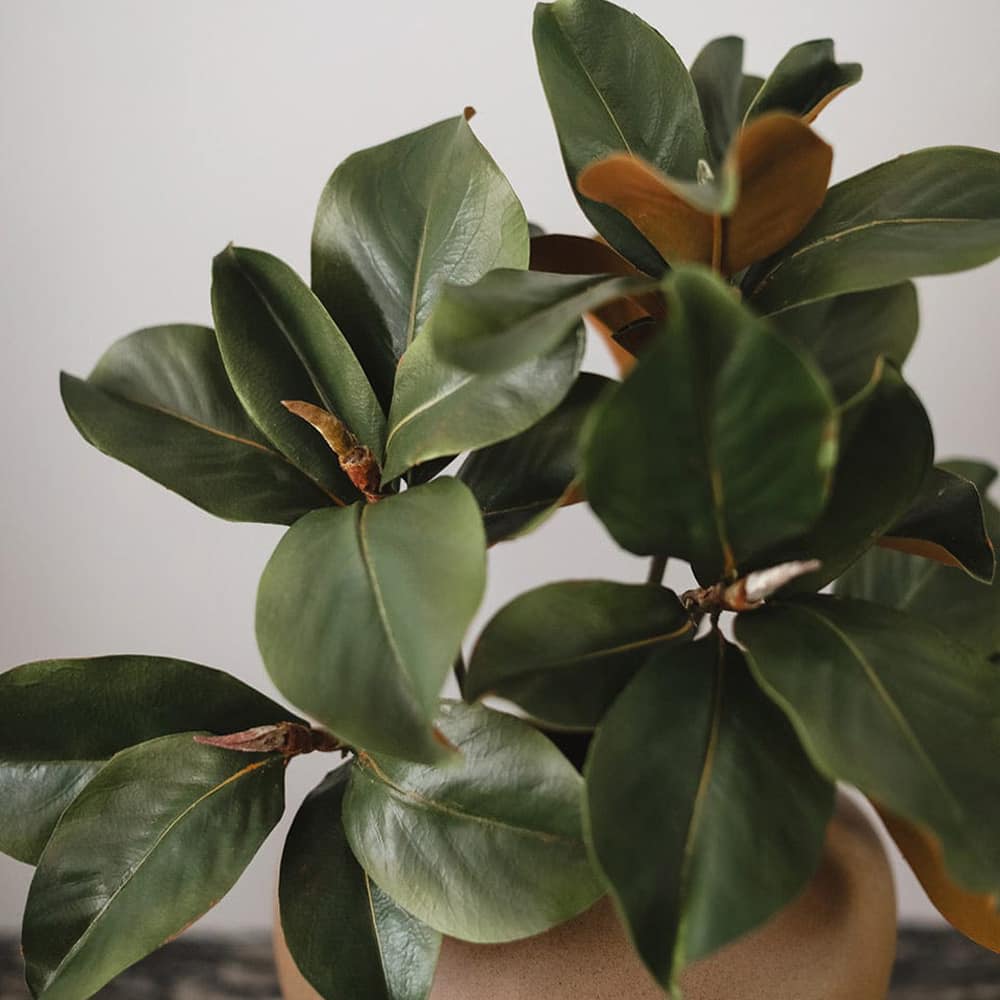 Prestige Botanicals 25" Faux Magnolia Leaf Stem