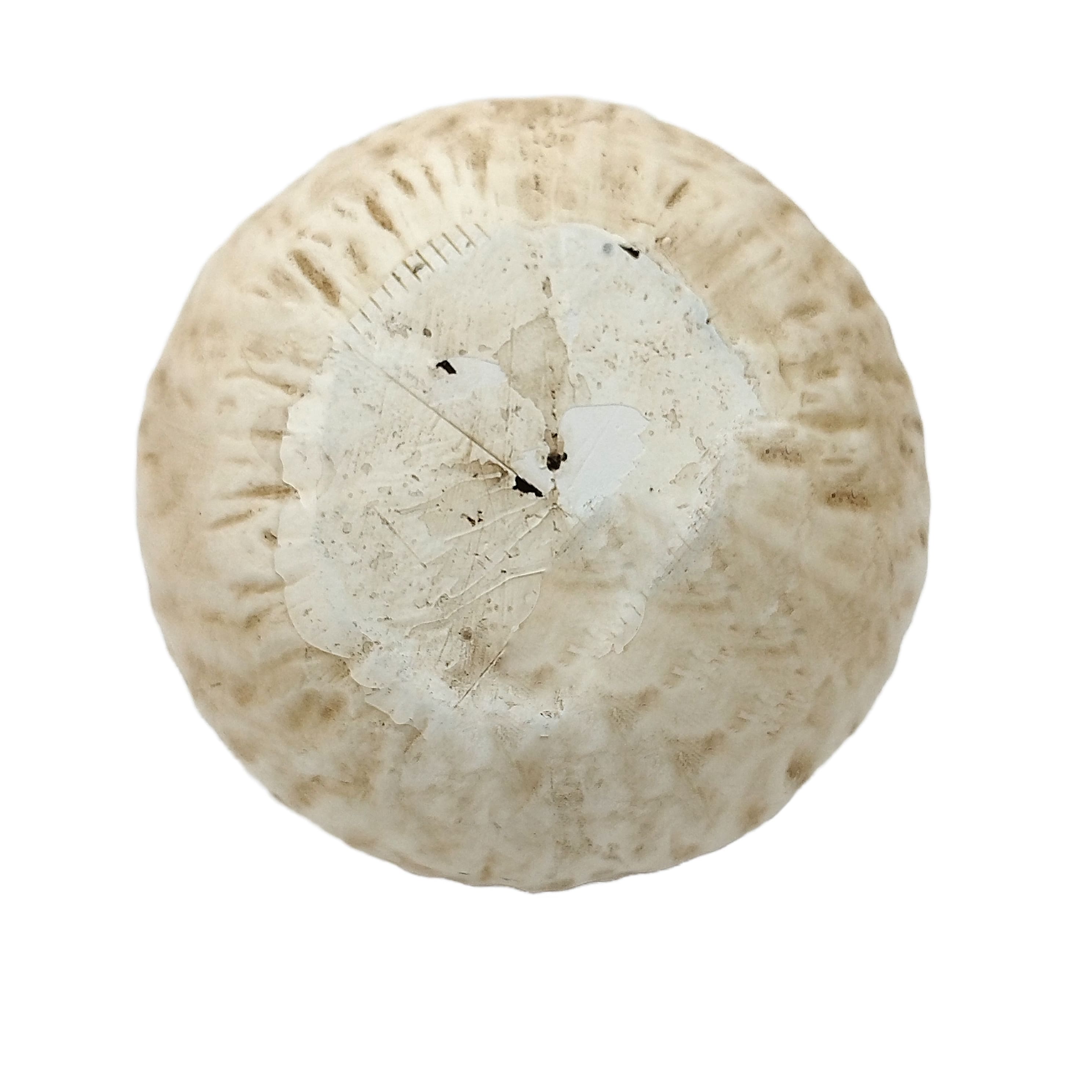 6.5" Paper Mache Pumpkin Tabletop Décor by Ashland®