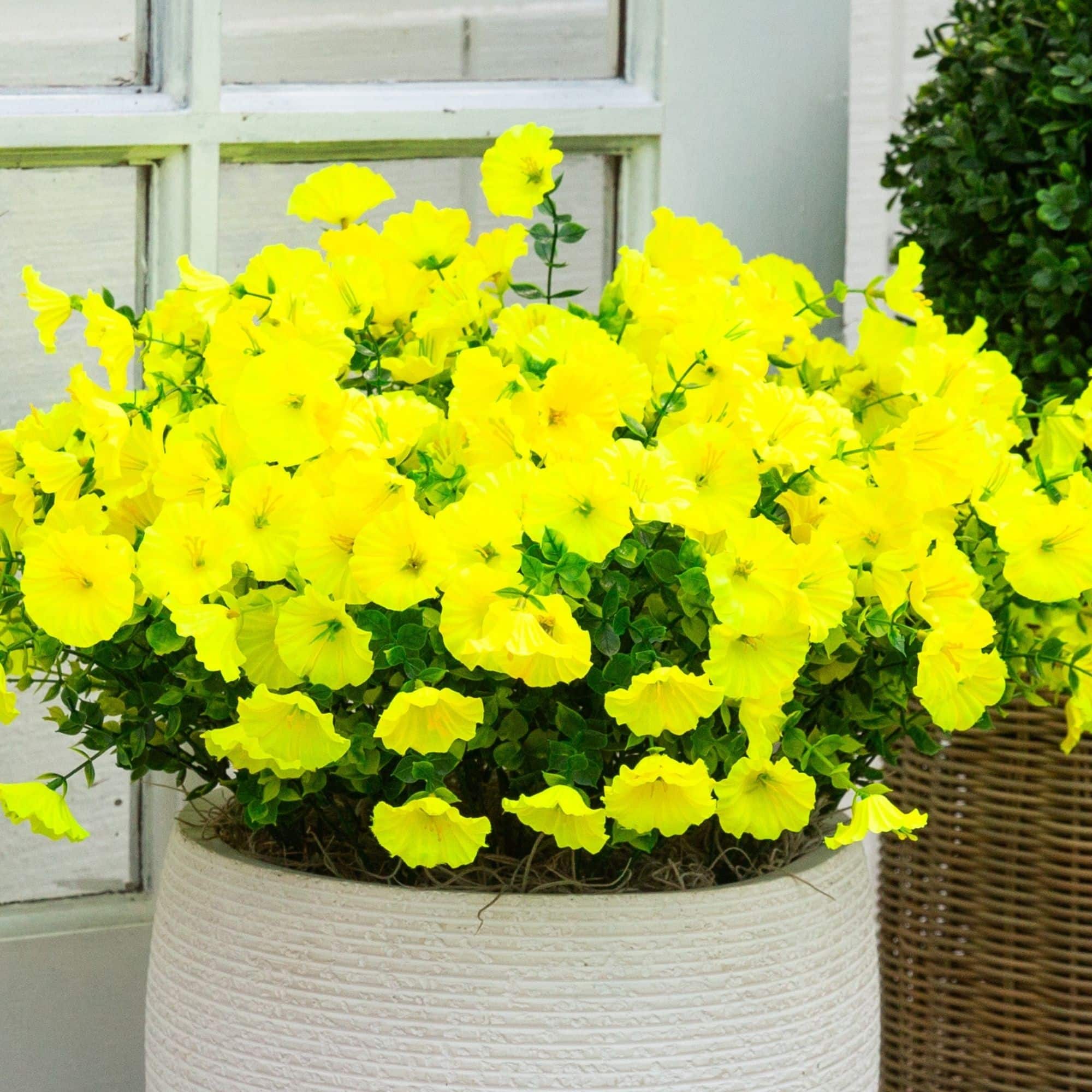 14" UV Resistant Artificial Morning Glory Bushes, 12ct.