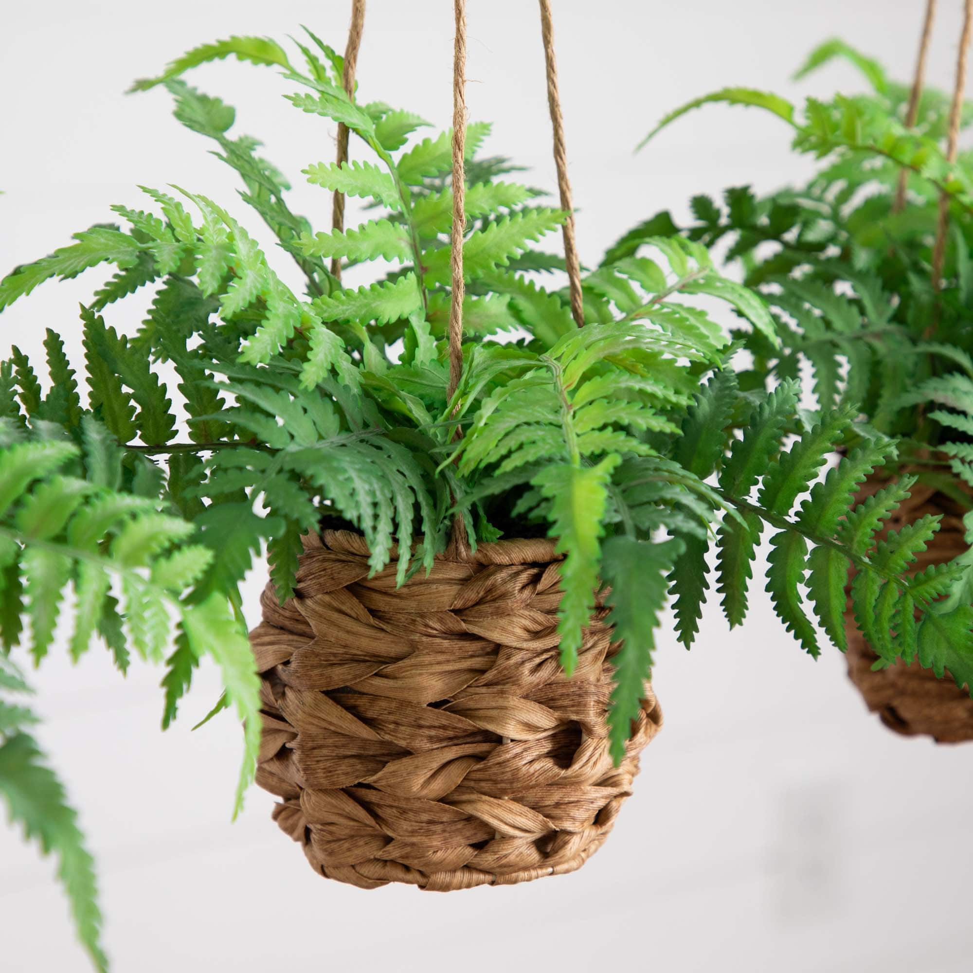 10" UV-Resistant Boston Ferns in Hanging Wicker Baskets, 3ct.