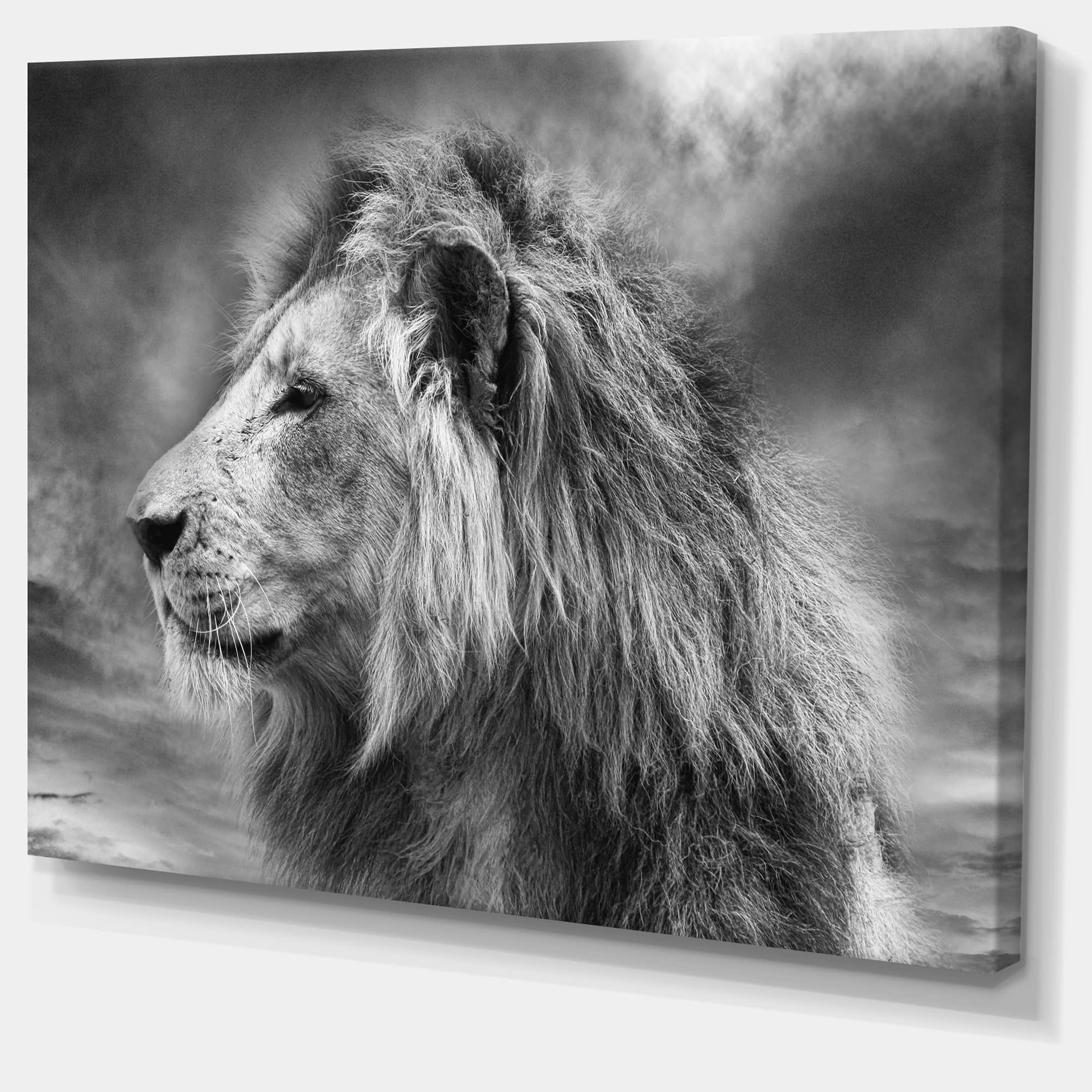 Designart - Grey Wild African Lion - Animal Canvas Art Print