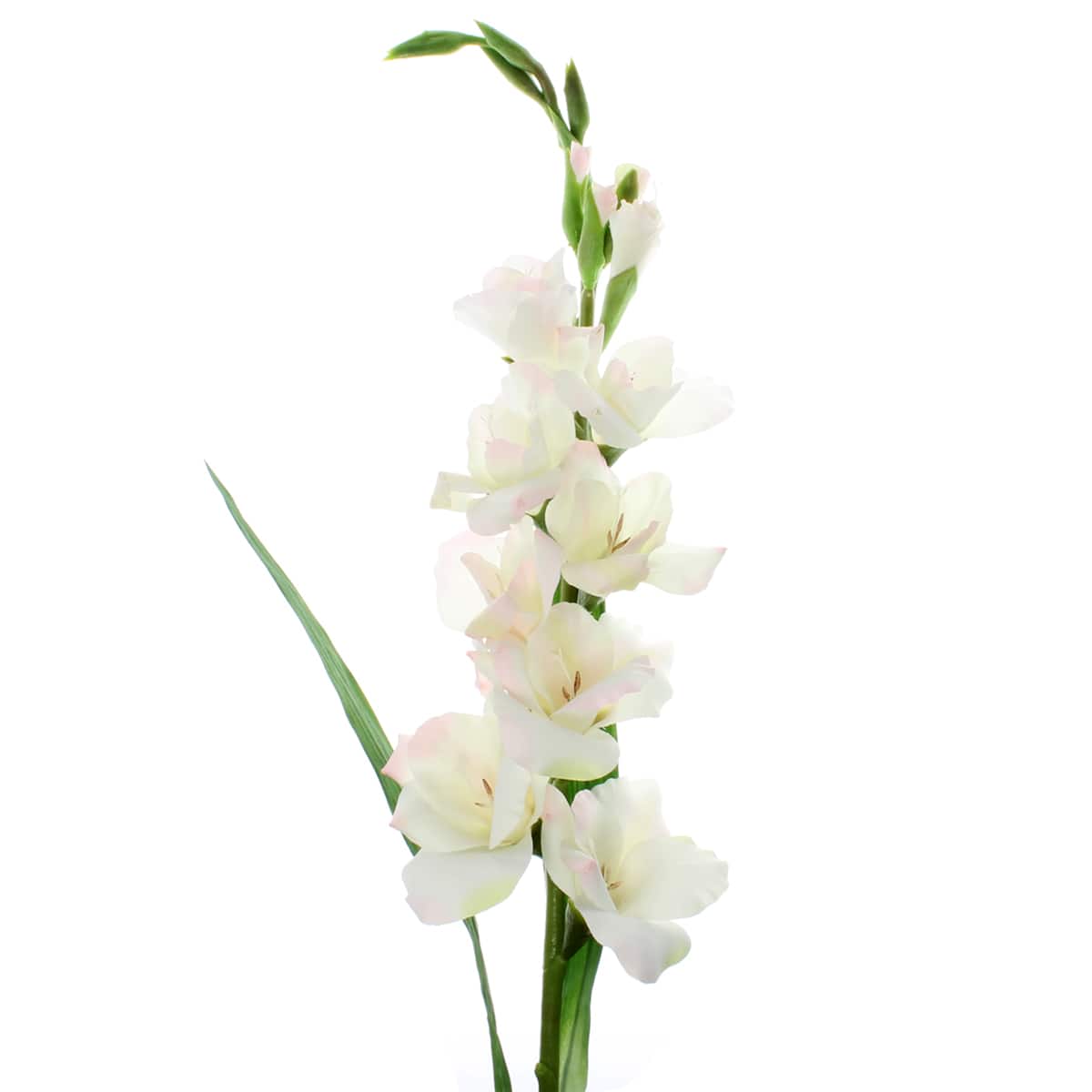 12 Pack: White Gladiolus Stem by Ashland®