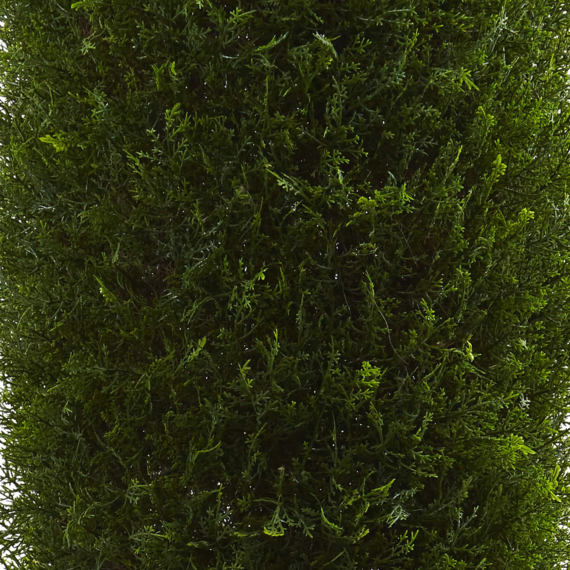 5ft. Potted Cypress Tree