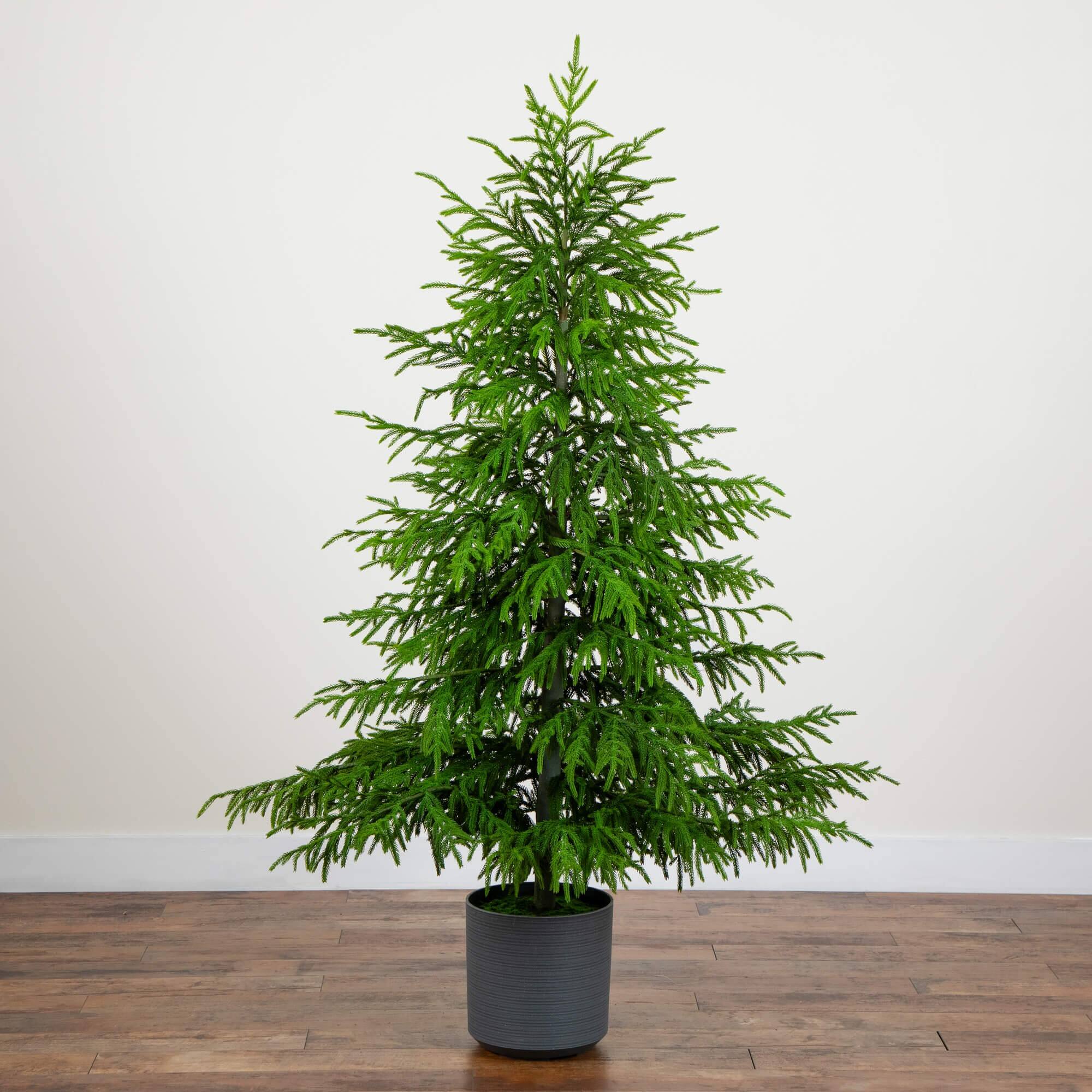 6ft. Unlit Norfolk Island Pine Real Touch Christmas Tree