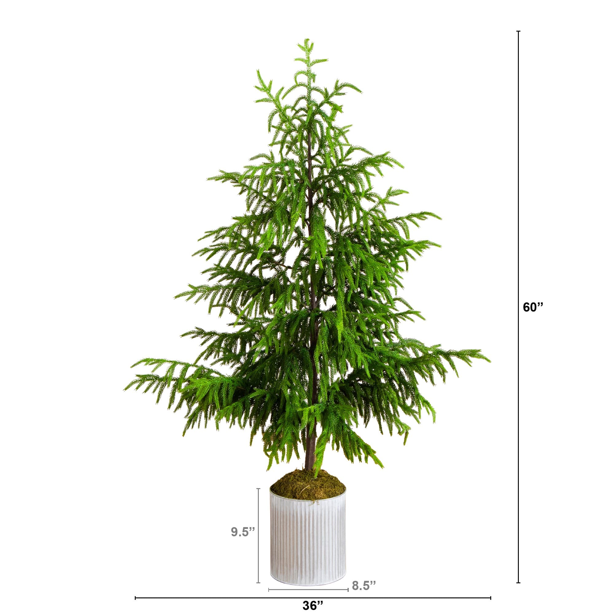 5ft. Unlit Real Touch Norfolk Island Pine Artificial Christmas Tree in Metal Planter