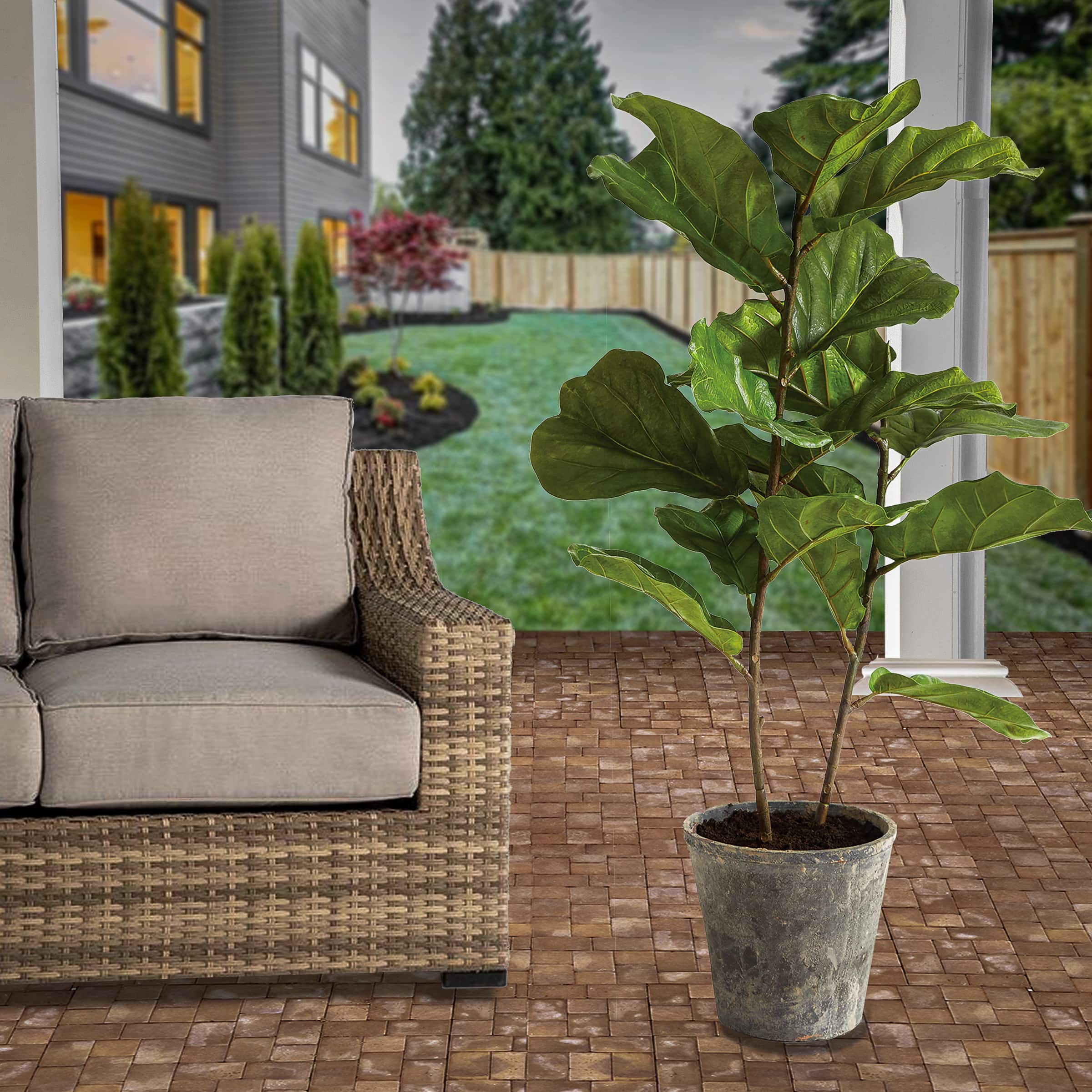 3.5ft. Fiddle Leaf Fig Tree