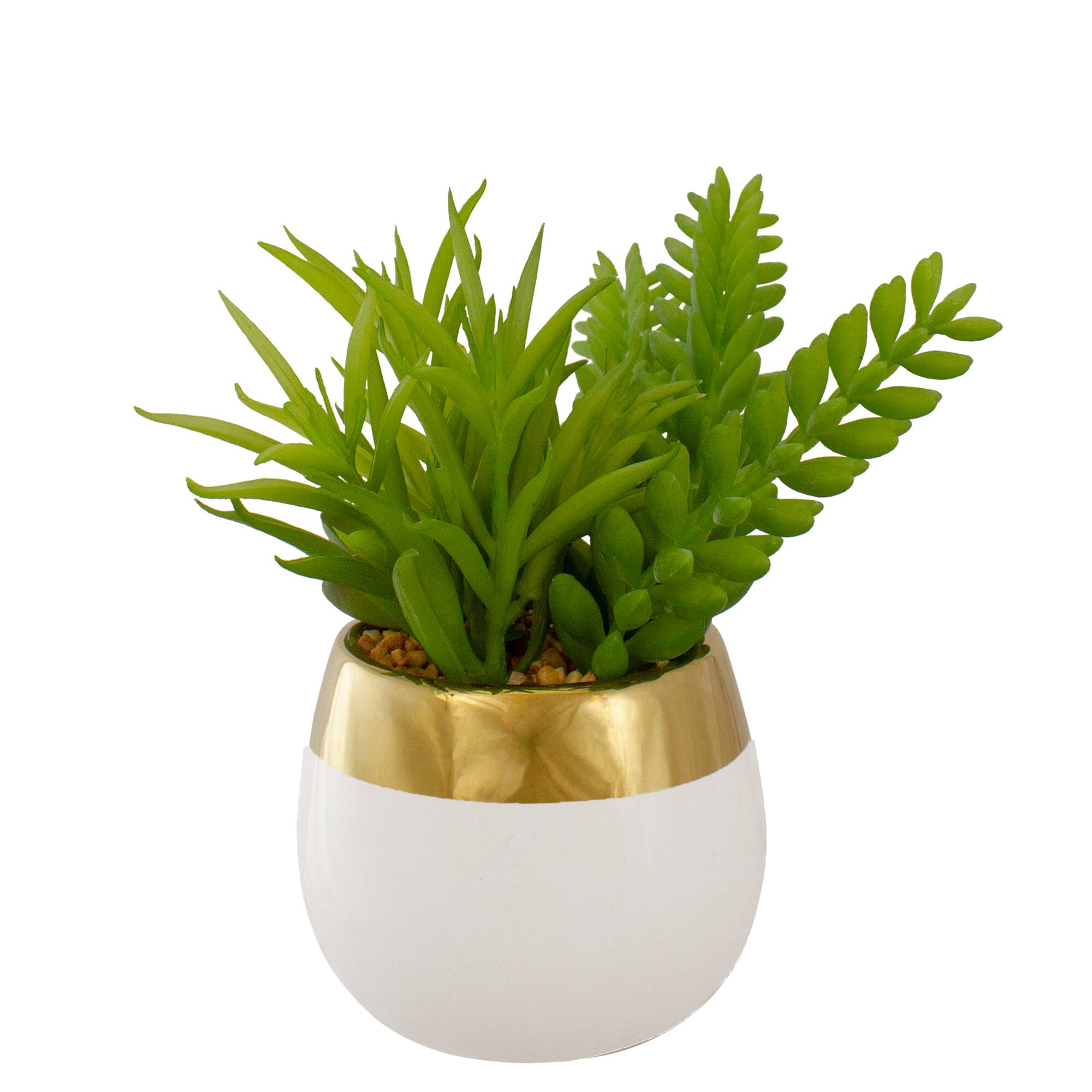 6.5" Potted Mixed Succulent Arrangement