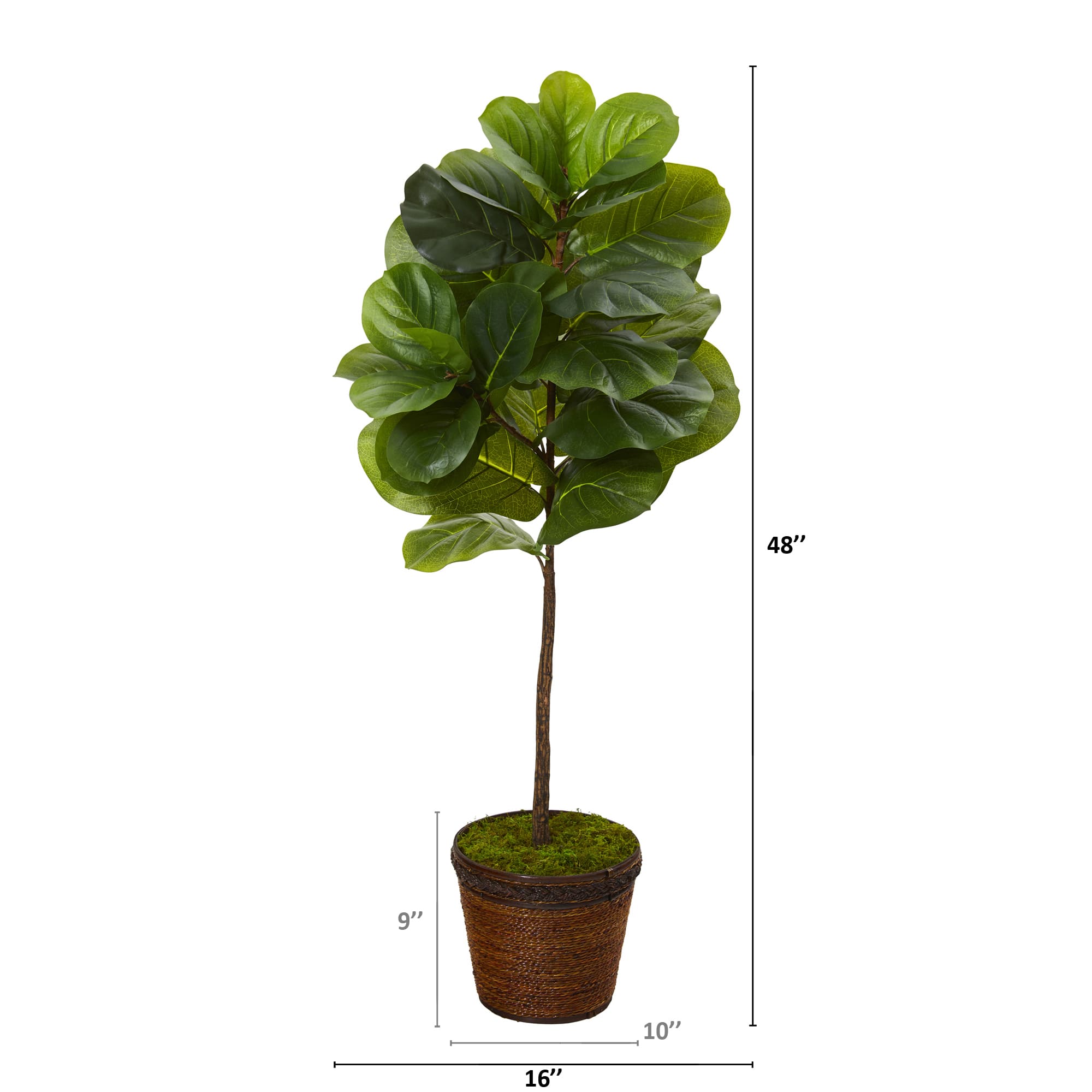 4ft. Fiddle Leaf Tree in Coiled Rope Planter