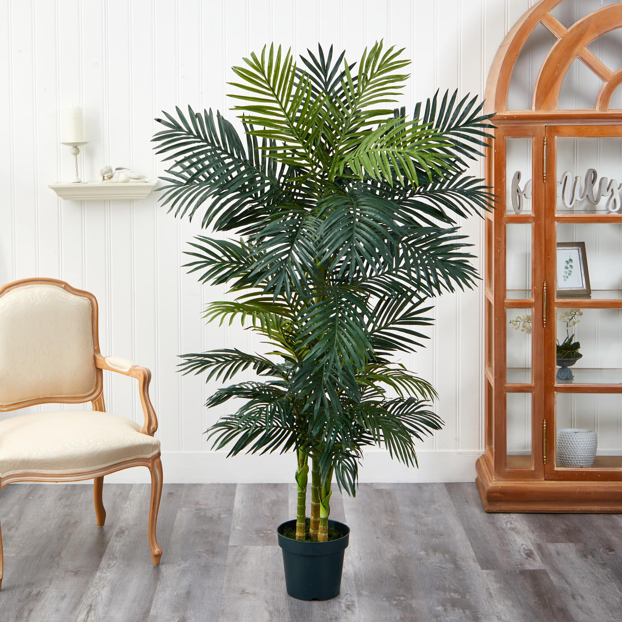 6.5ft. Potted Golden Cane Palm Tree