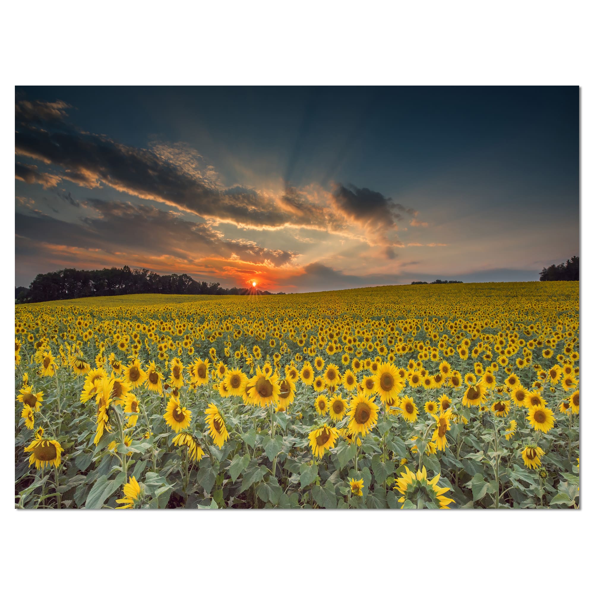Designart - Sunflower Sunset with Cloudy Sky
