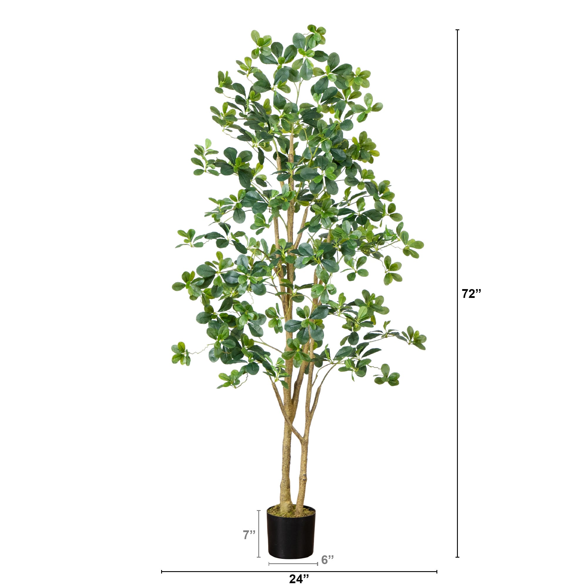 6ft. Potted Black Olive Tree