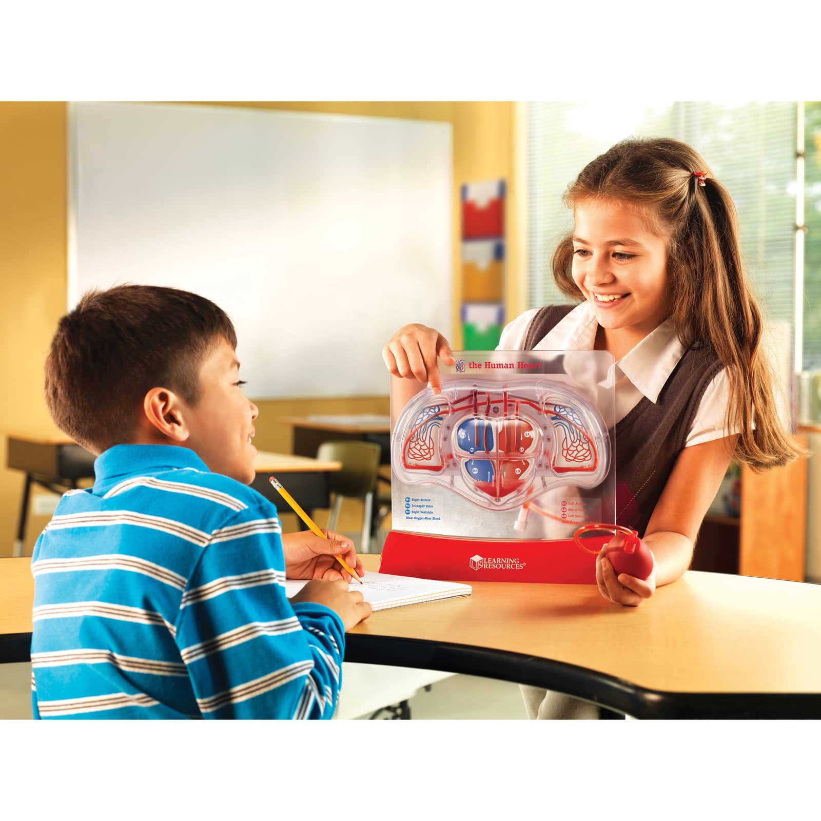 Learning Resources® Pumping Heart Model