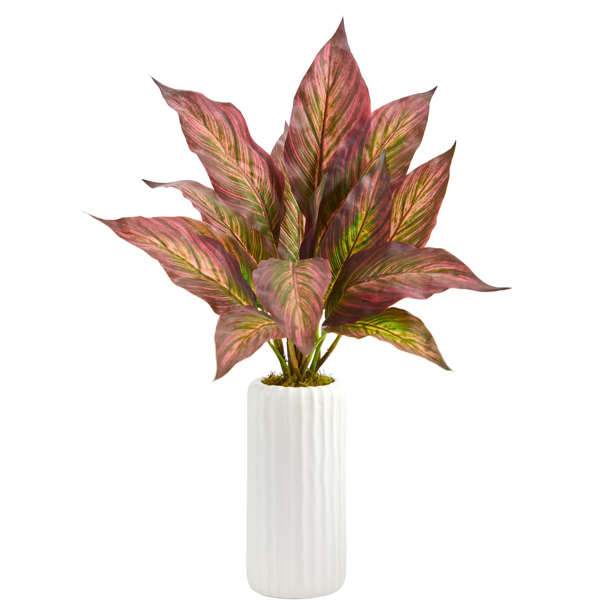 19" Musa Leaf Plant in White Planter