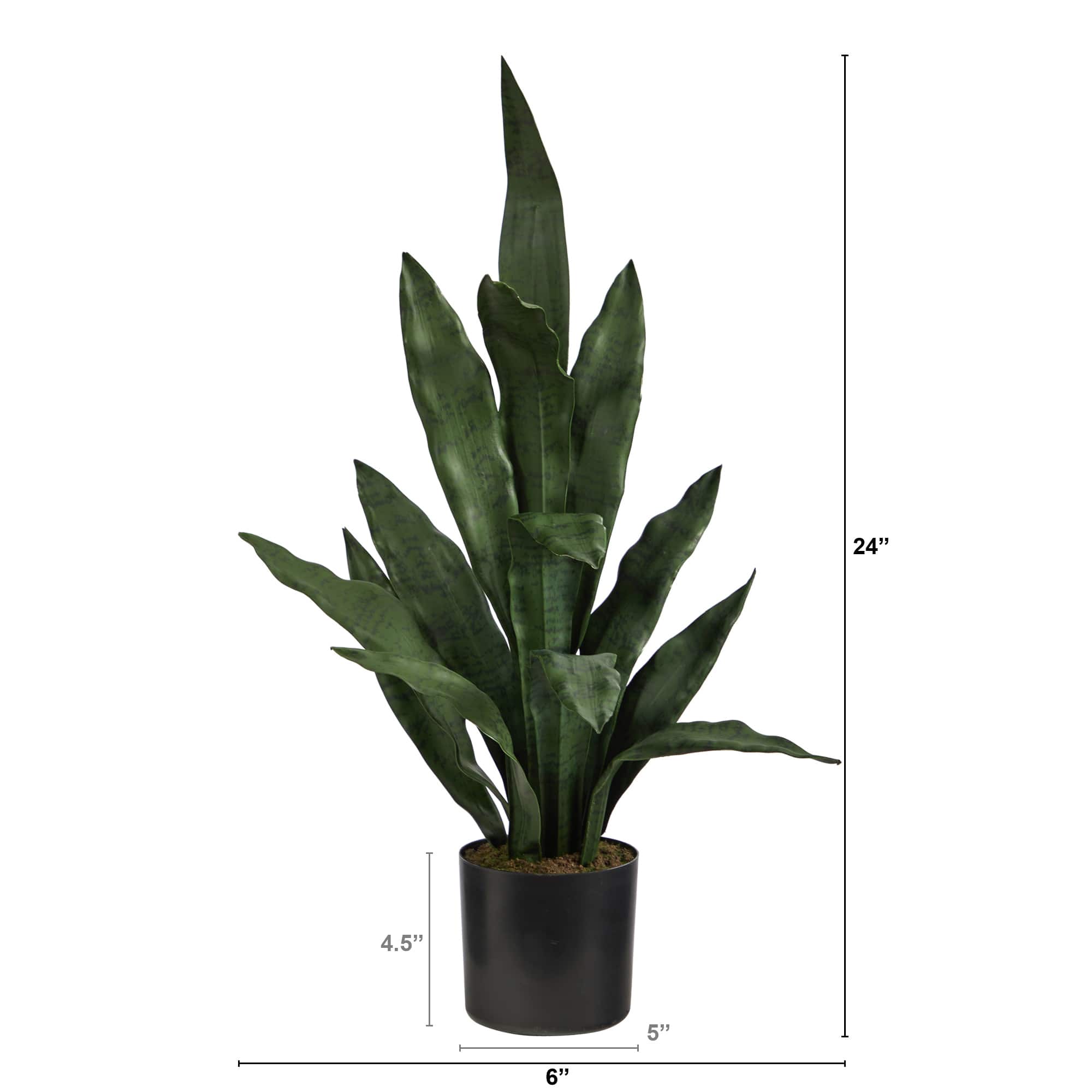 2ft. Potted Snake Plant