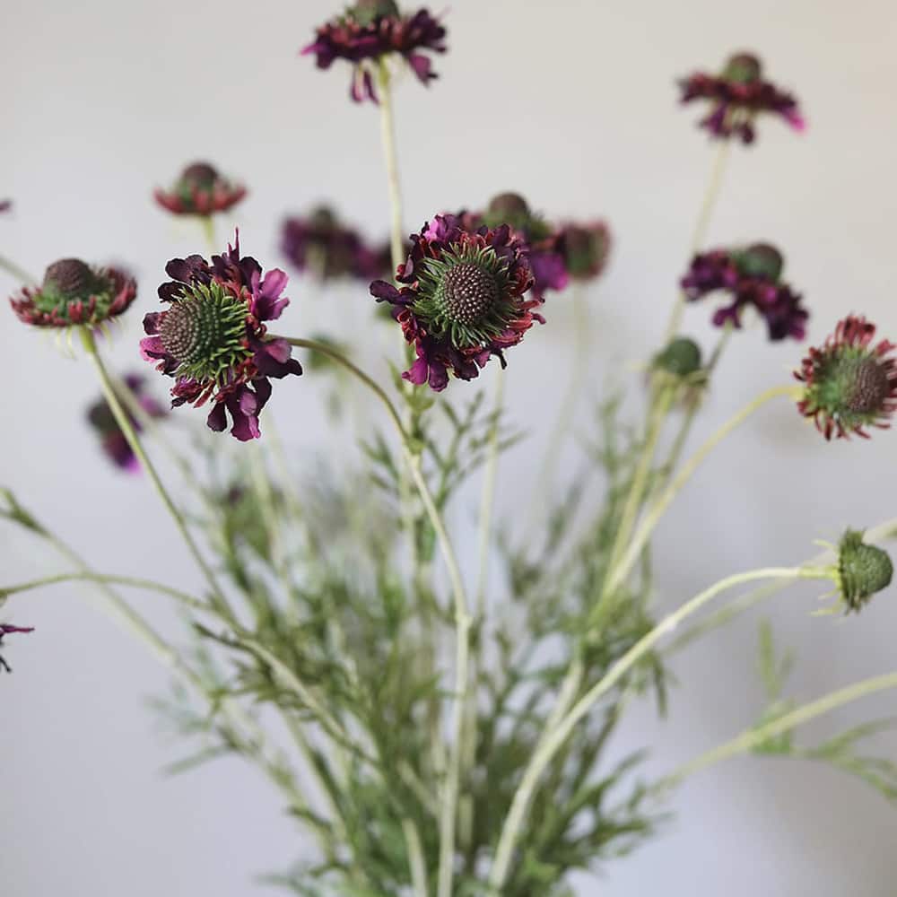 Prestige Botanicals 29" Artificial Violet Scabiosa Wildflower Stem