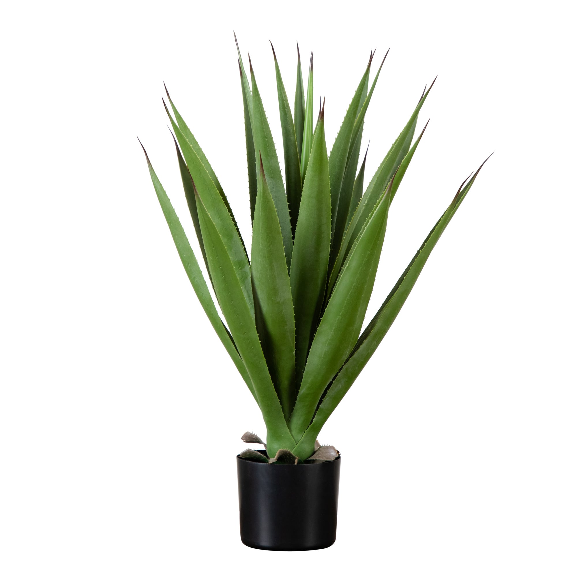 2ft. Agave Plant