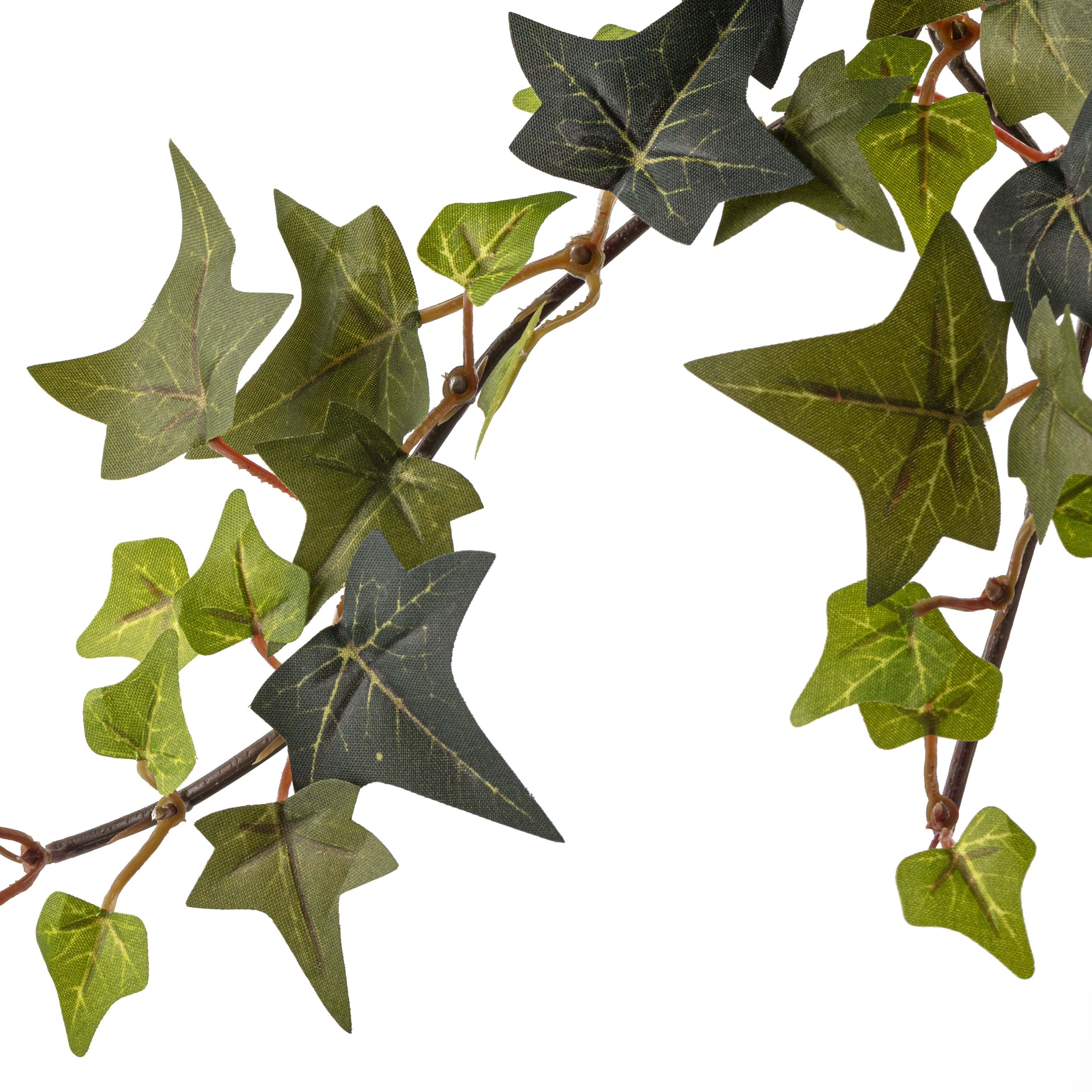 12 Pack: Star Ivy Bush by Ashland®