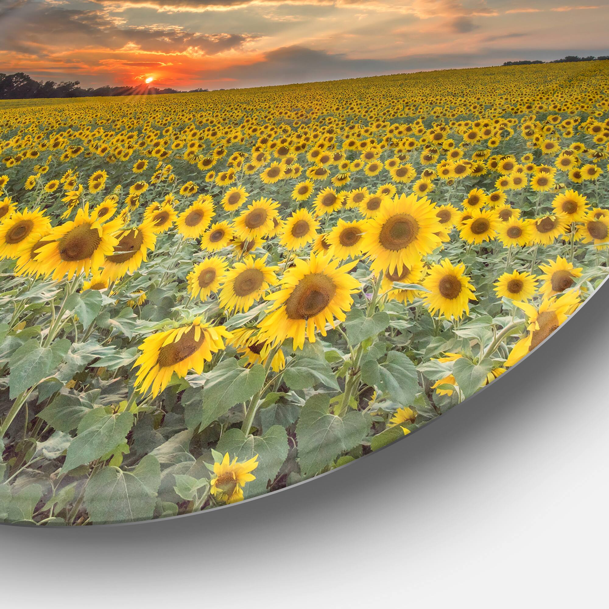 Designart - Sunflower Sunset with Cloudy Sky' Disc Large Landscape Metal Circle Wall Art