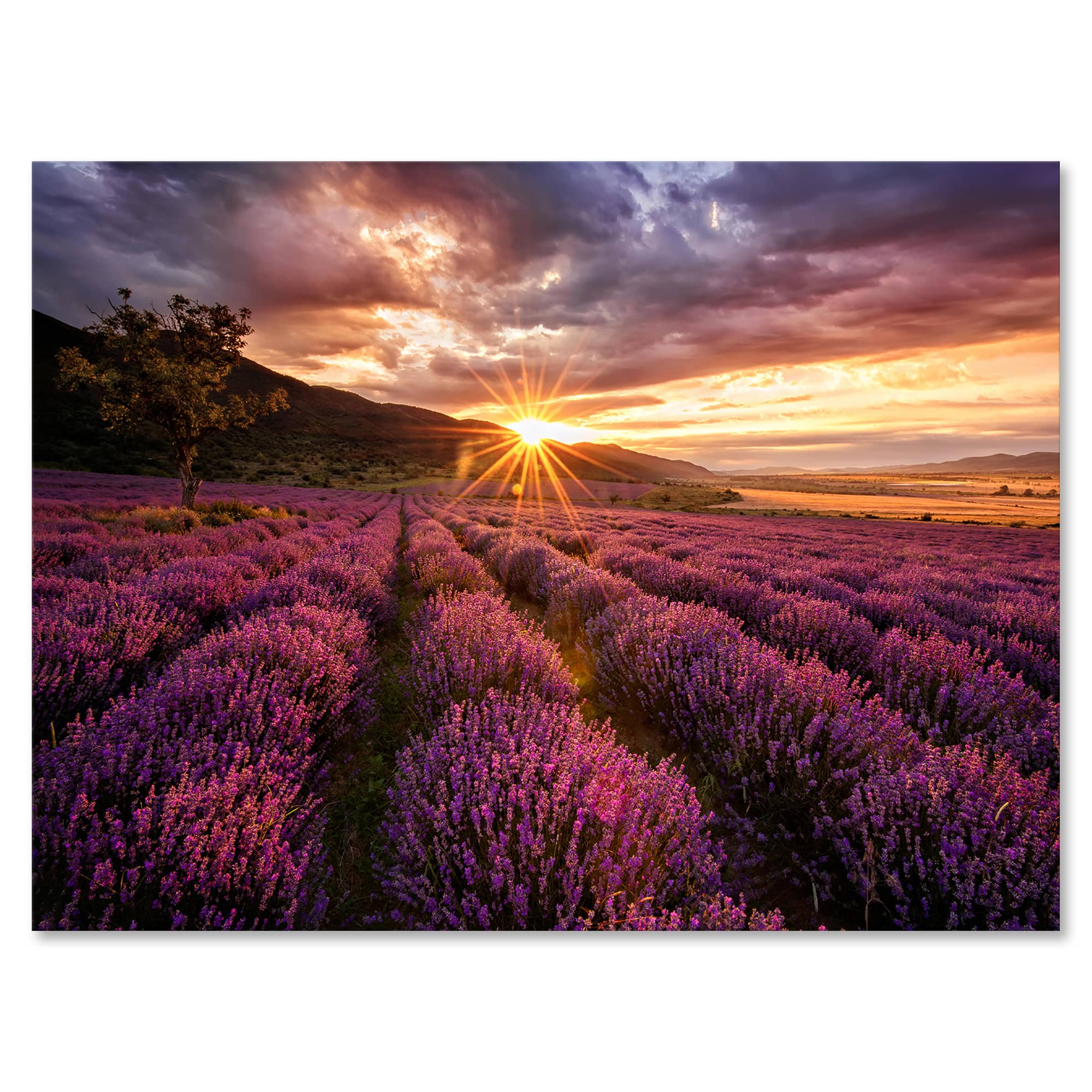Designart - Sunrise & Dramatic Clouds Over Lavender Field IV - Farmhouse Canvas Wall Art Print