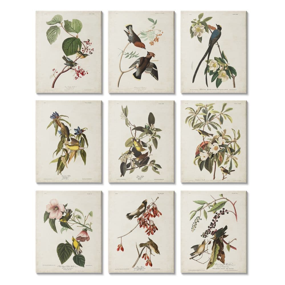 Stupell Industries Various Warbler Birds Perched on Branches Vintage Study Canvas Wall Art, 11" x 14"