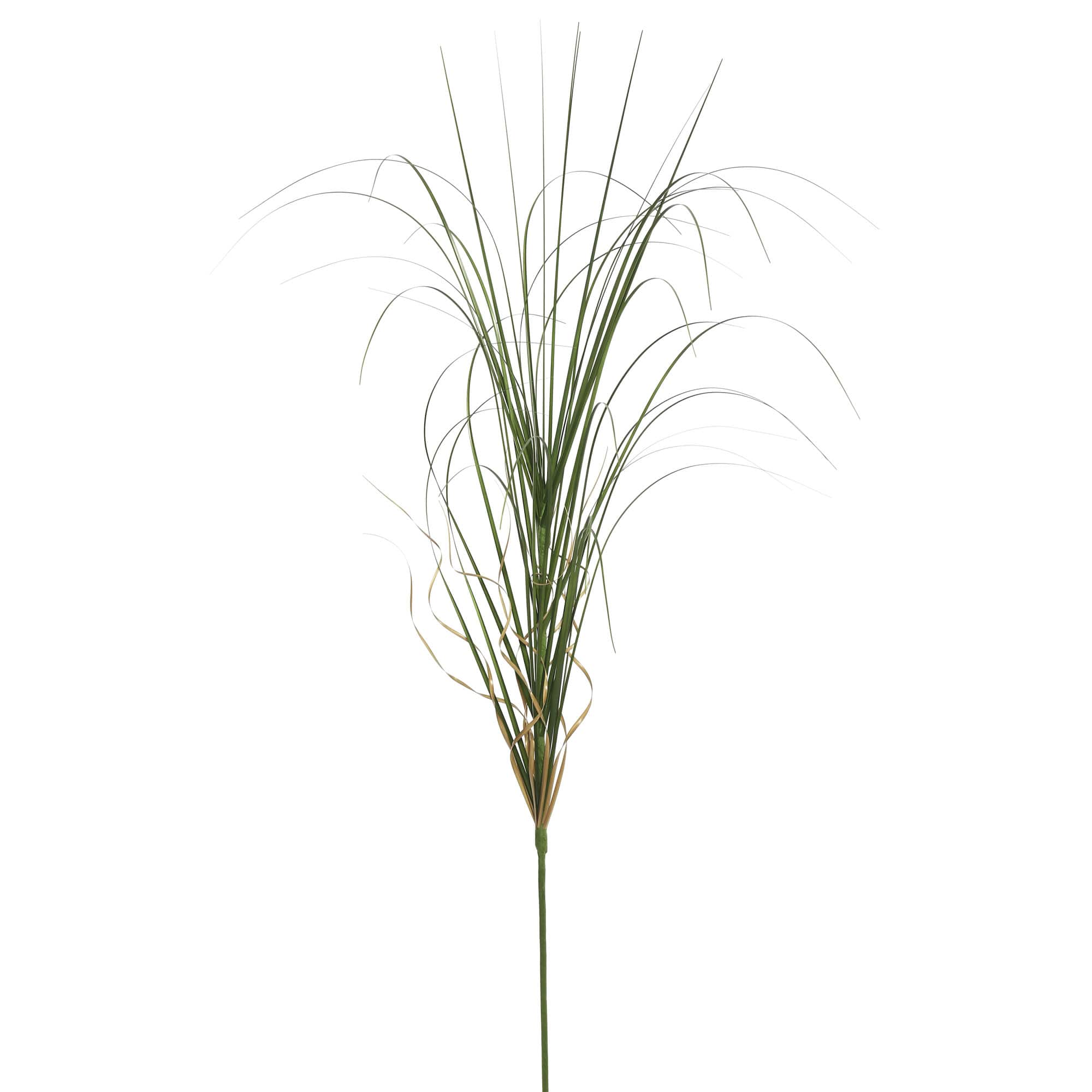 6 Pack: Green Curled Grass Spray