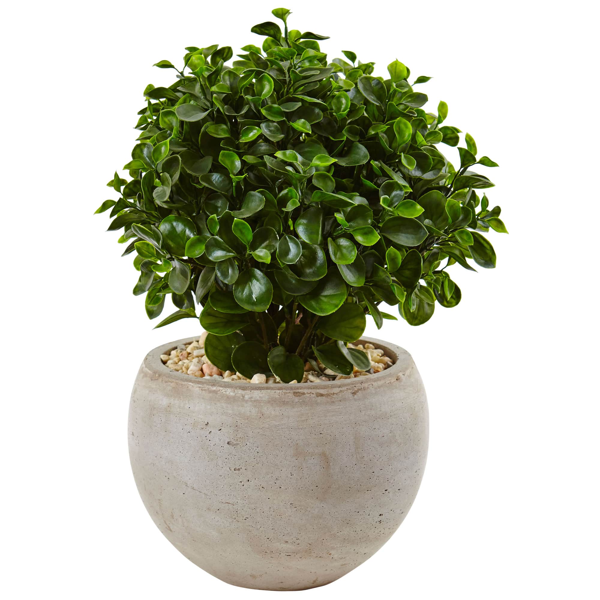 2ft. Eucalyptus Plant in Sand Colored Bowl