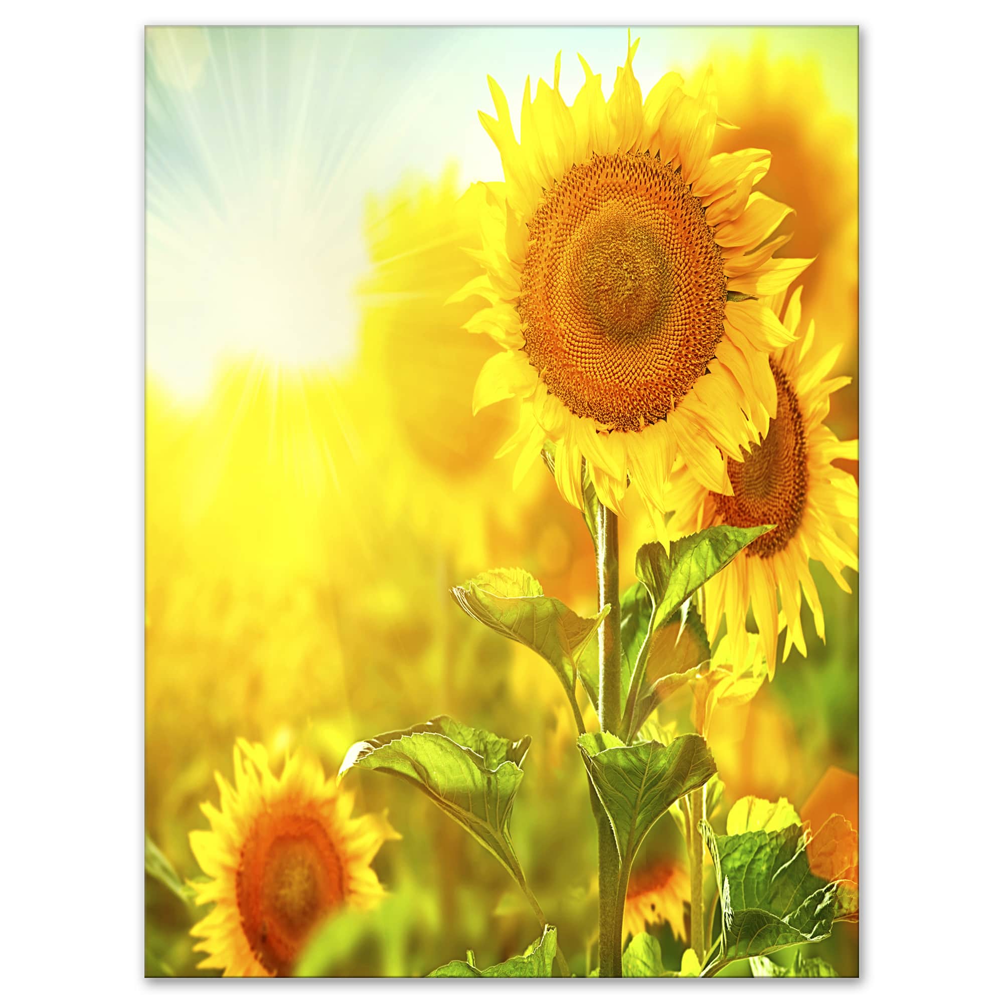 Designart - Bright Sunflowers Blooming on Field
