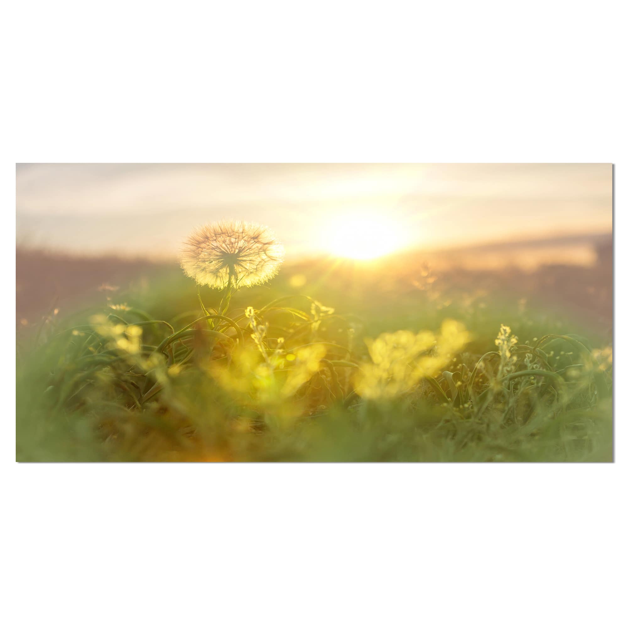 Designart - Dandelion Blooming Flower in Field - Floral Canvas Art Print
