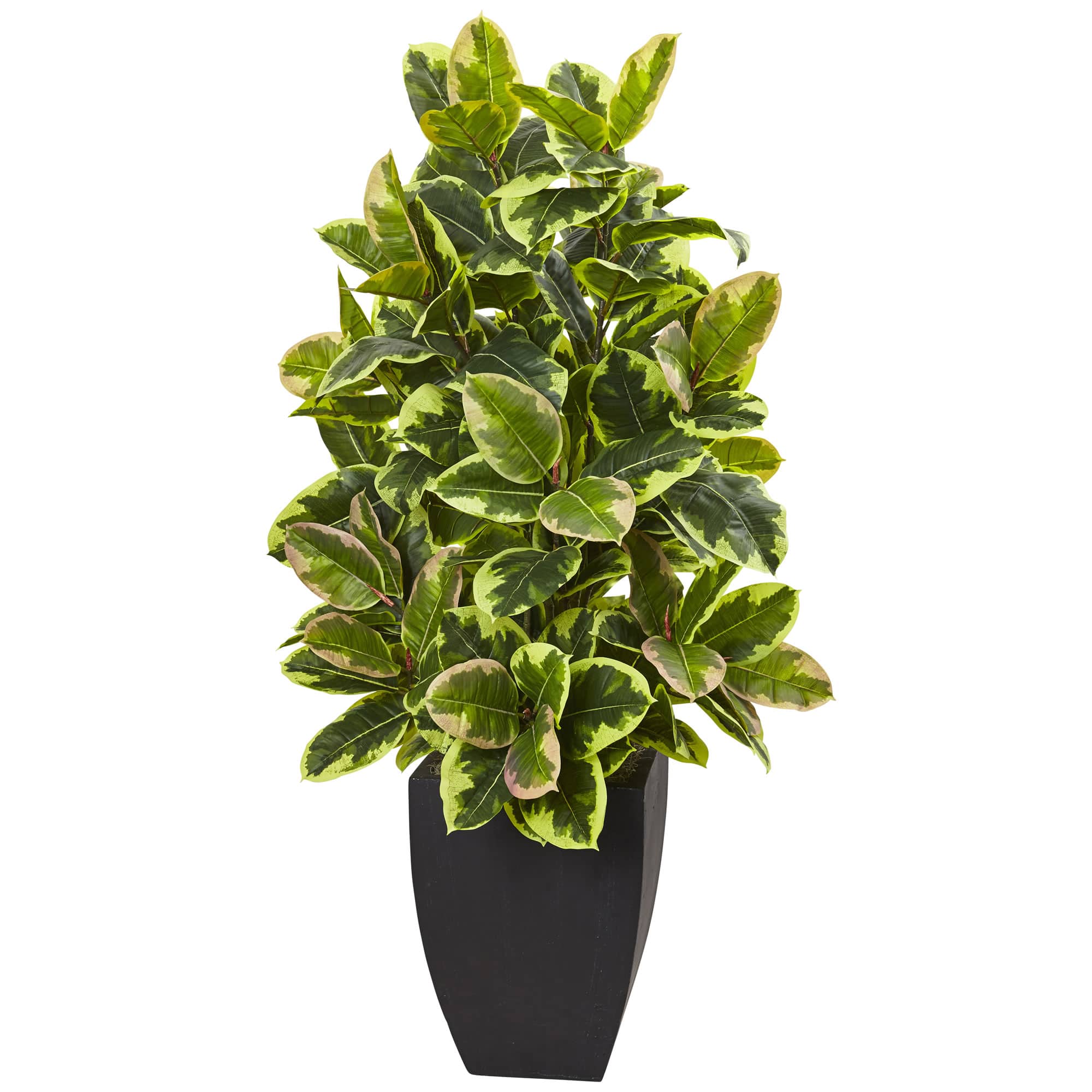4ft. Rubber Plant in Black Wash Planter