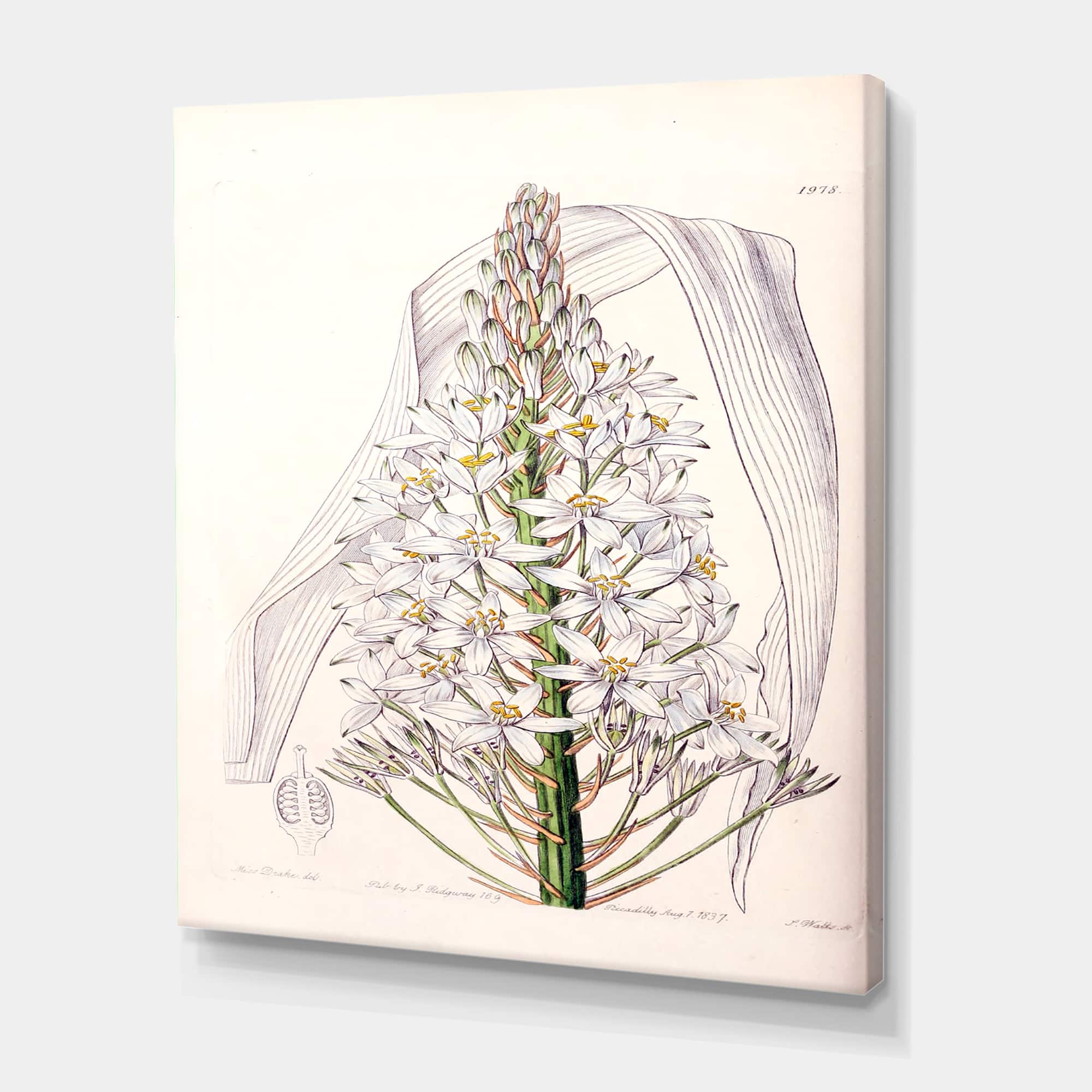 Designart - Vintage White Orchid I - Traditional Canvas Wall Art Print