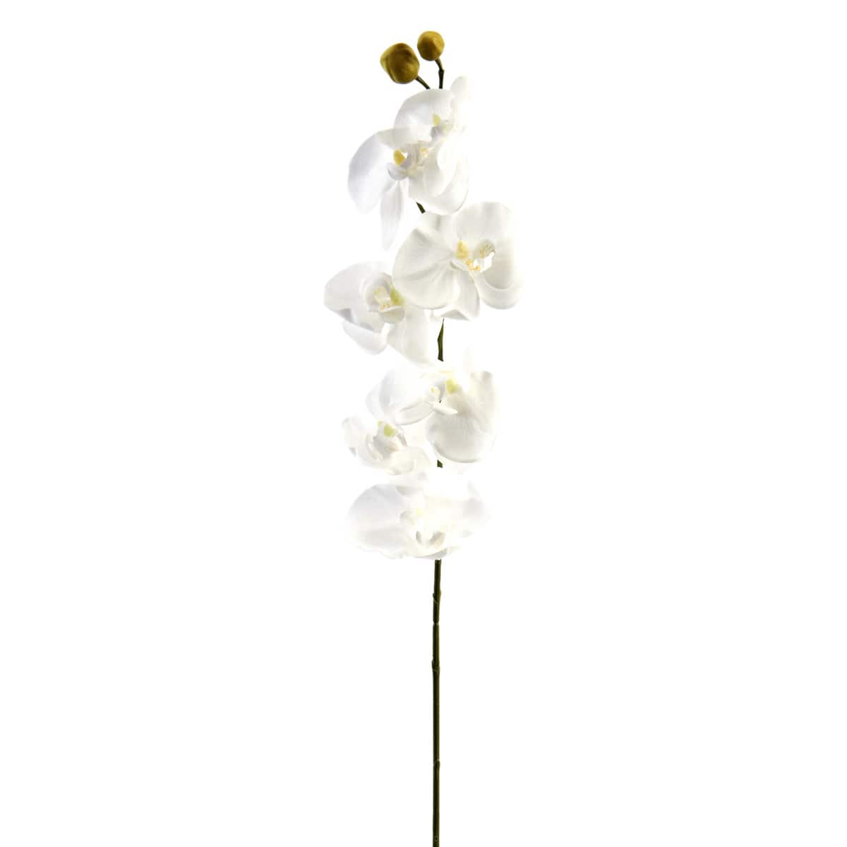 Phaleanopsis Orchid by Ashland®