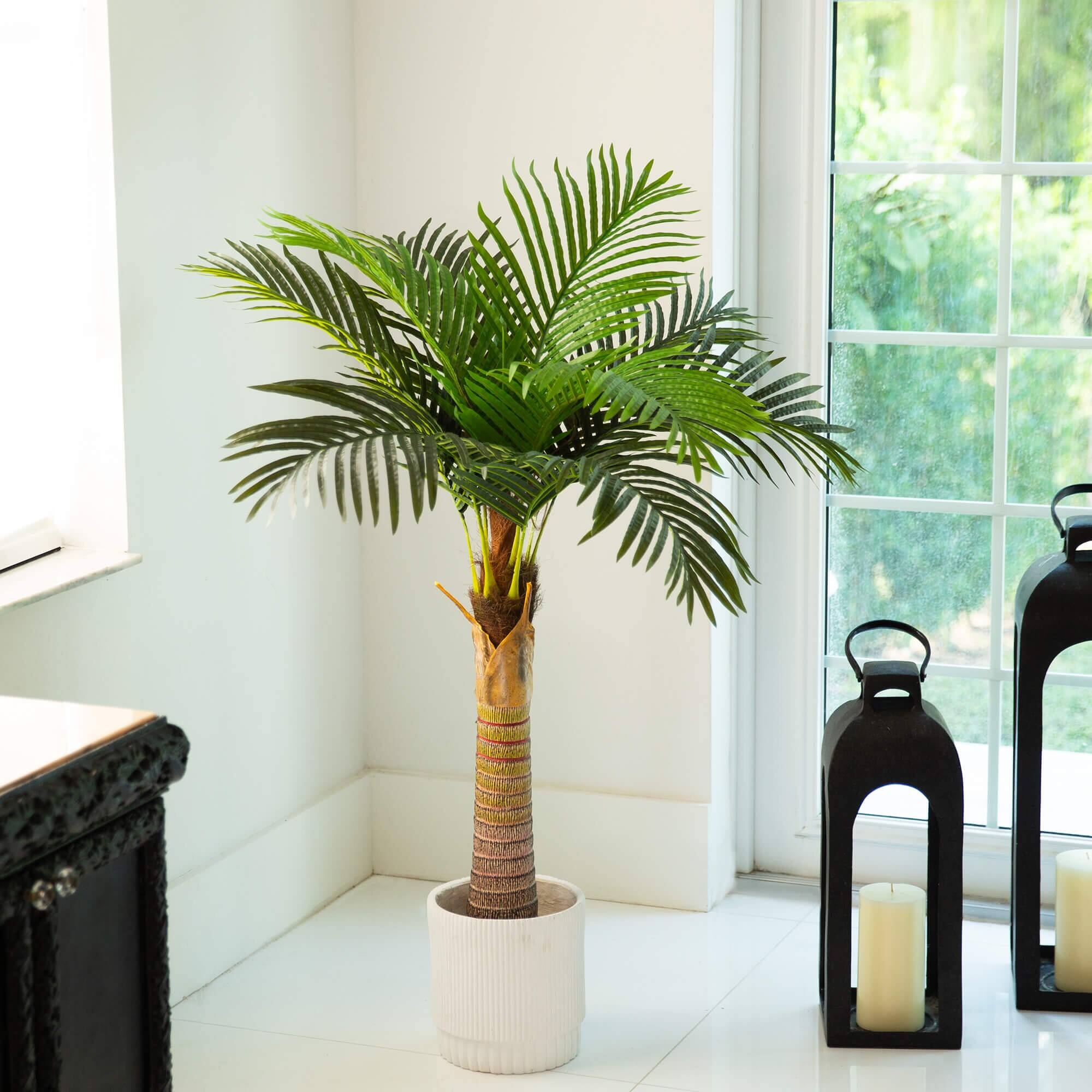 4ft. Potted Coconut Palm Tree