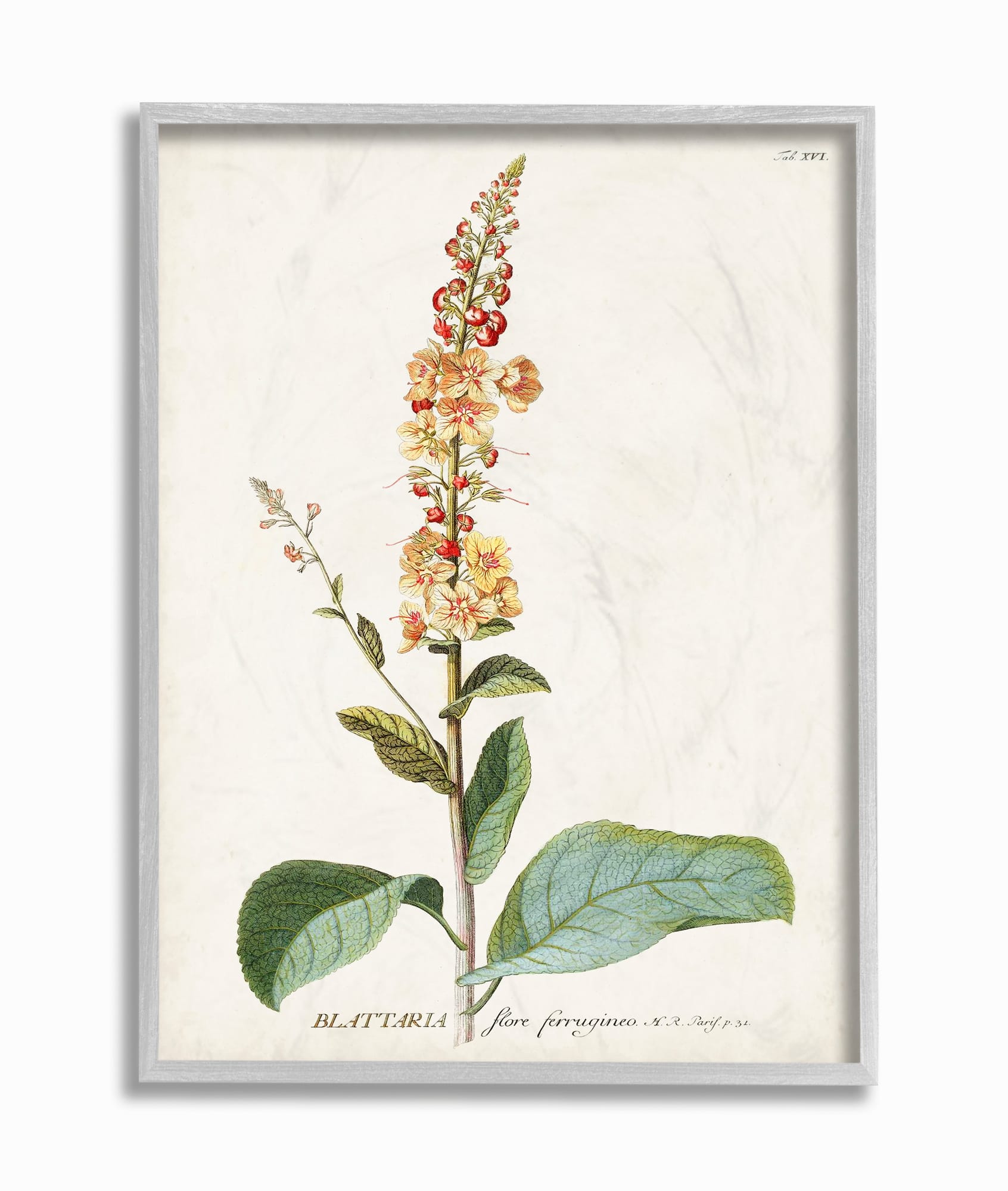 Stupell Industries Botanical Flower Gray Framed Wall Art